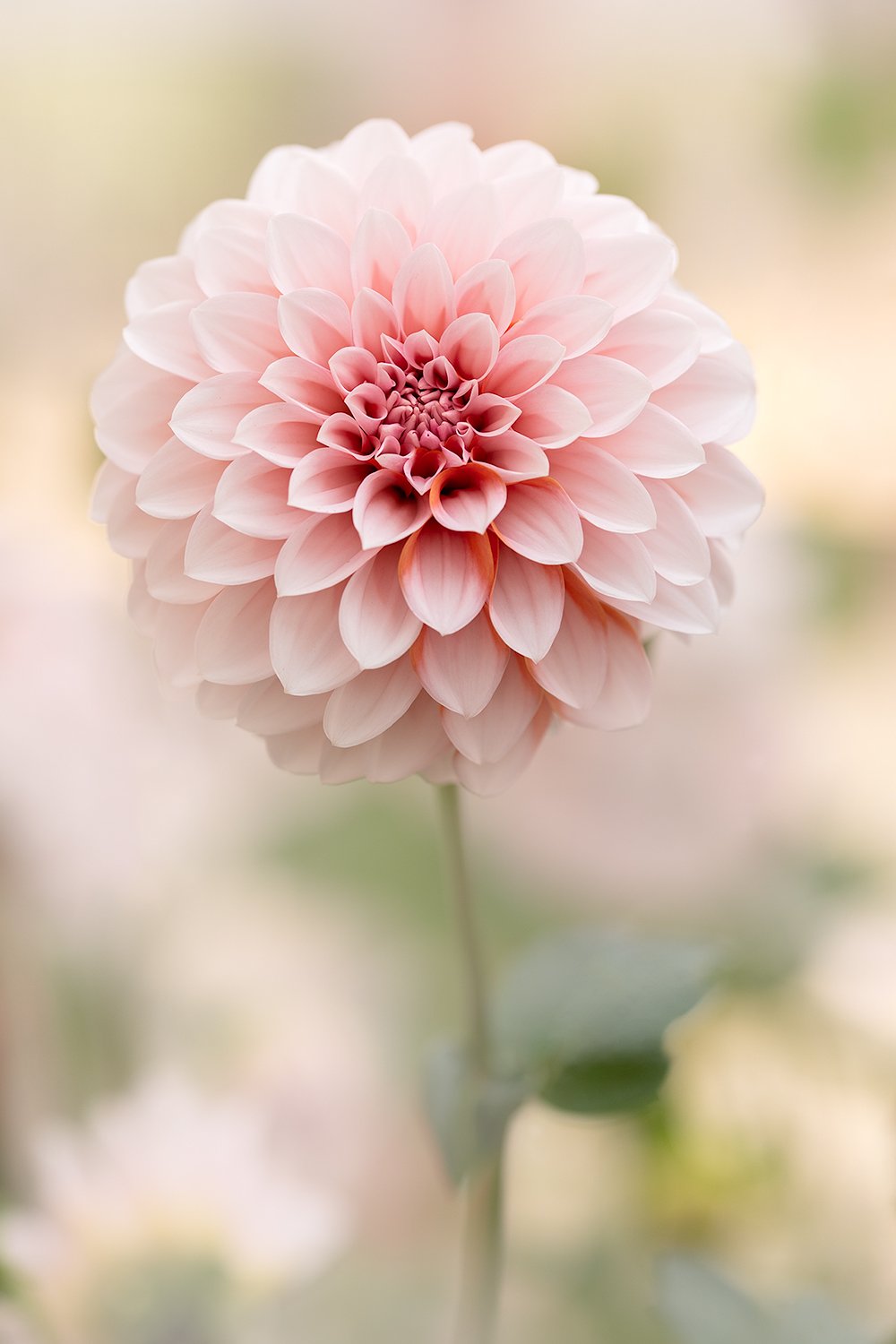 Peaches n Cream.jpg