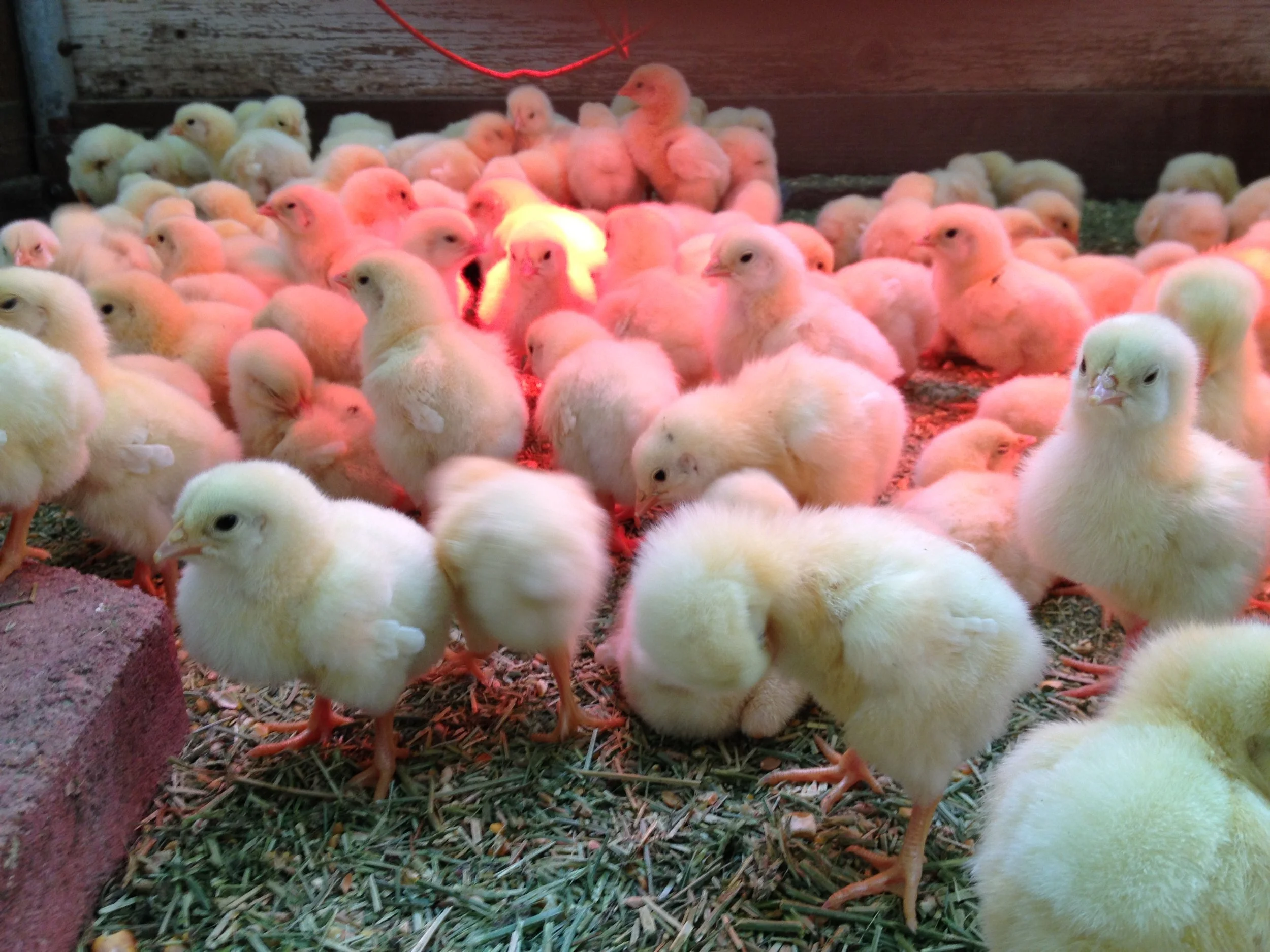 From our pasture to your table