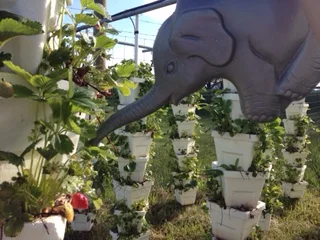 Strawberry Plants Forever