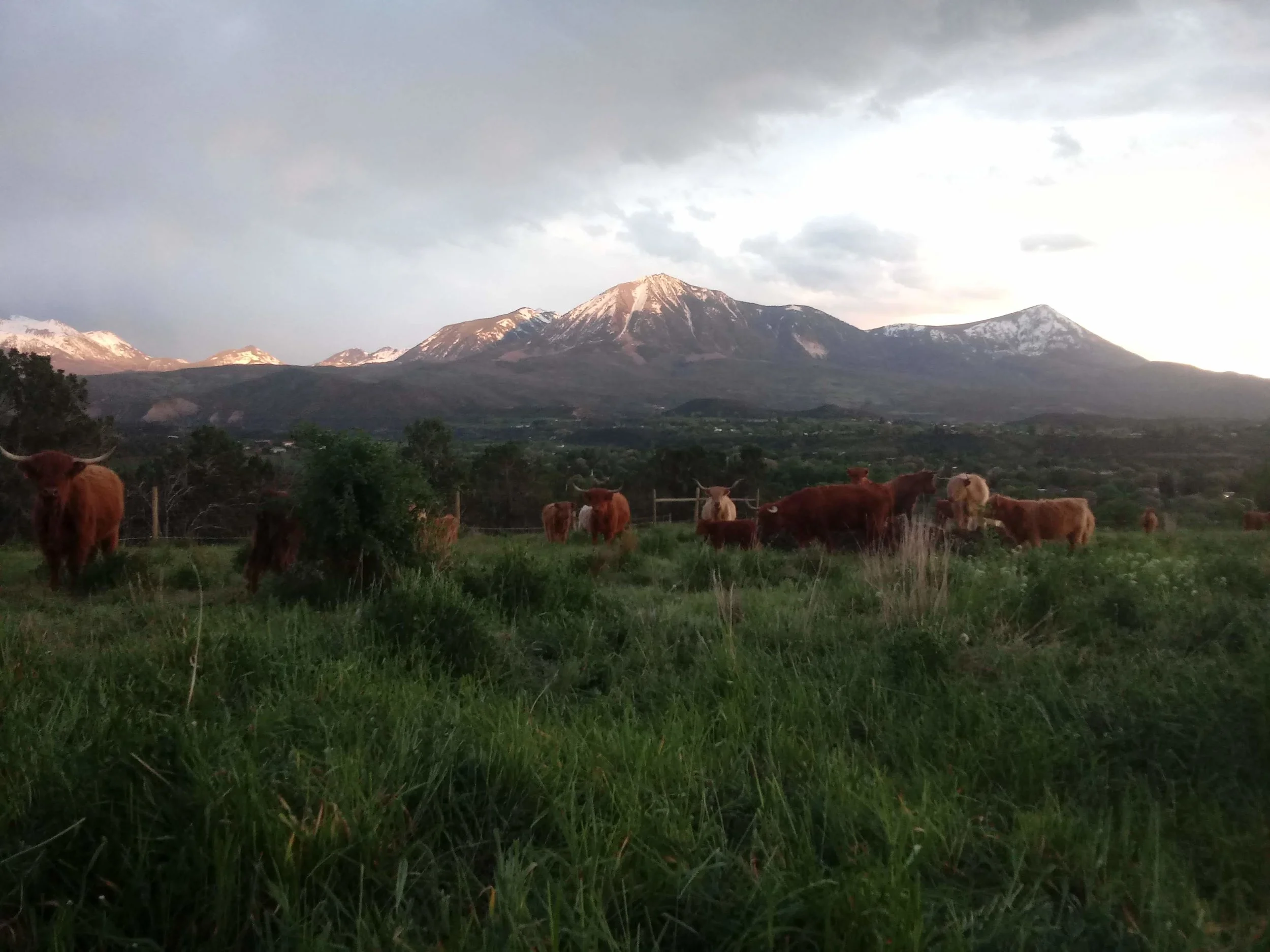 Raised on the high quality grass of our mountain valley.