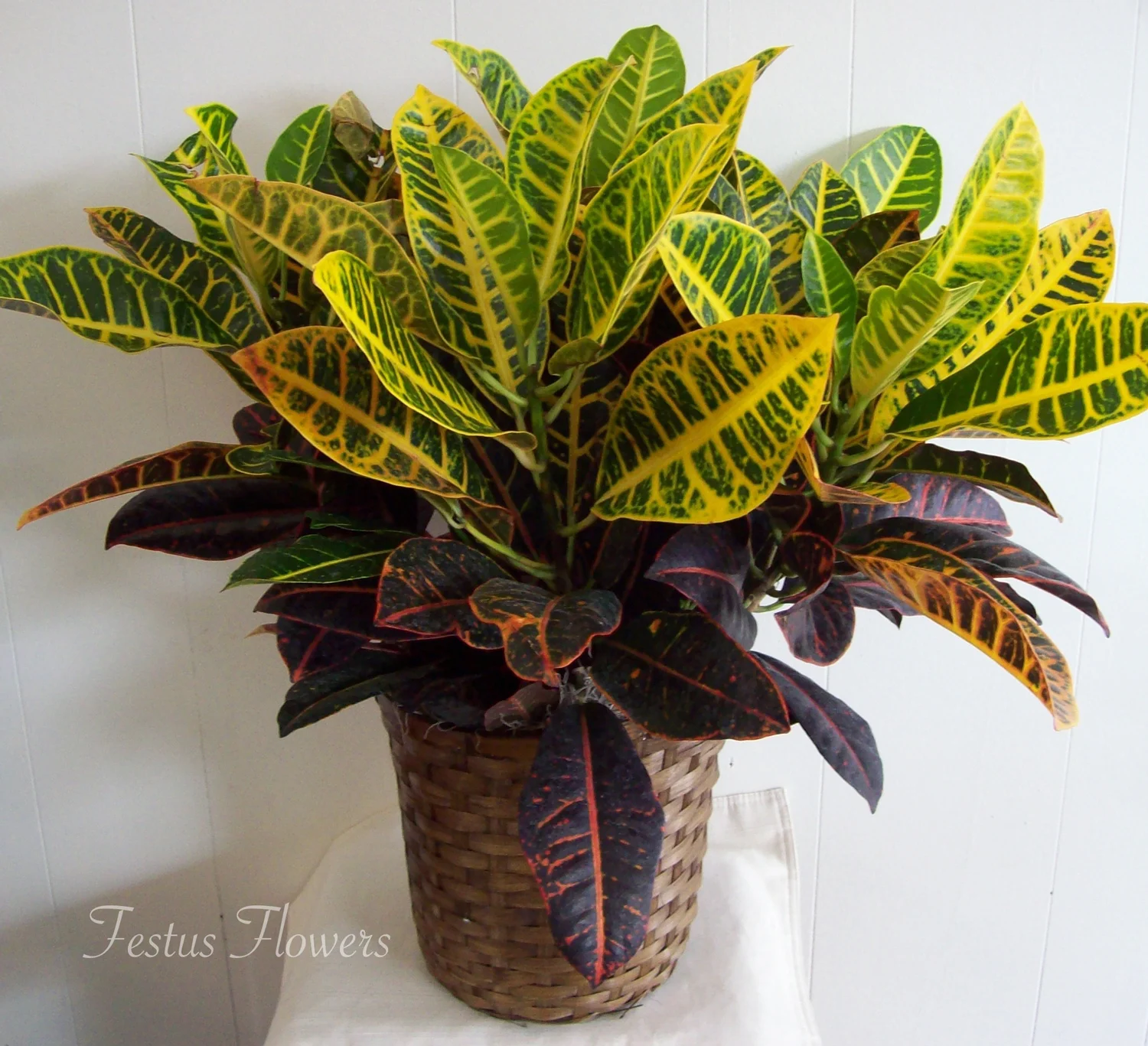 Plant-Six Inch Basket.jpg