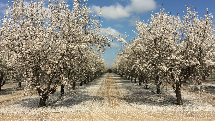 almonds.jpg