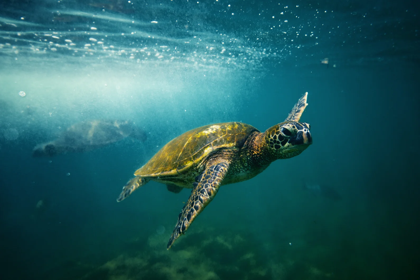 A sea turtle swims off the coast of Maui.