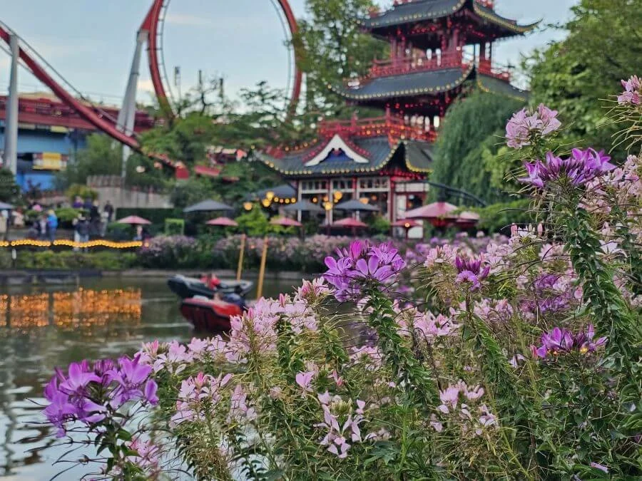 Purple flowers in the forefront with a pond, a red building, and a rollercoaster blurred in the background.
