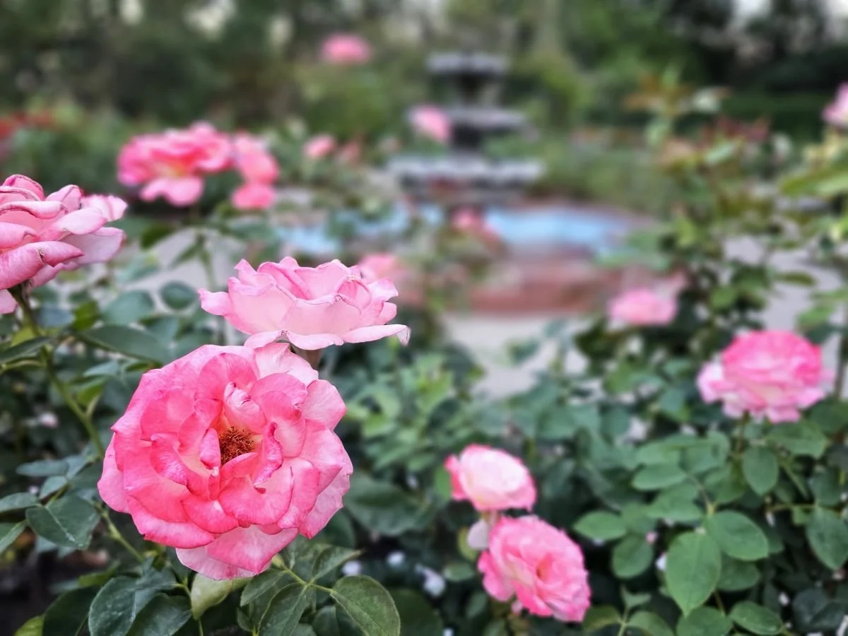 Closeup of pink roses in the International Rose Test Garden in Portland
