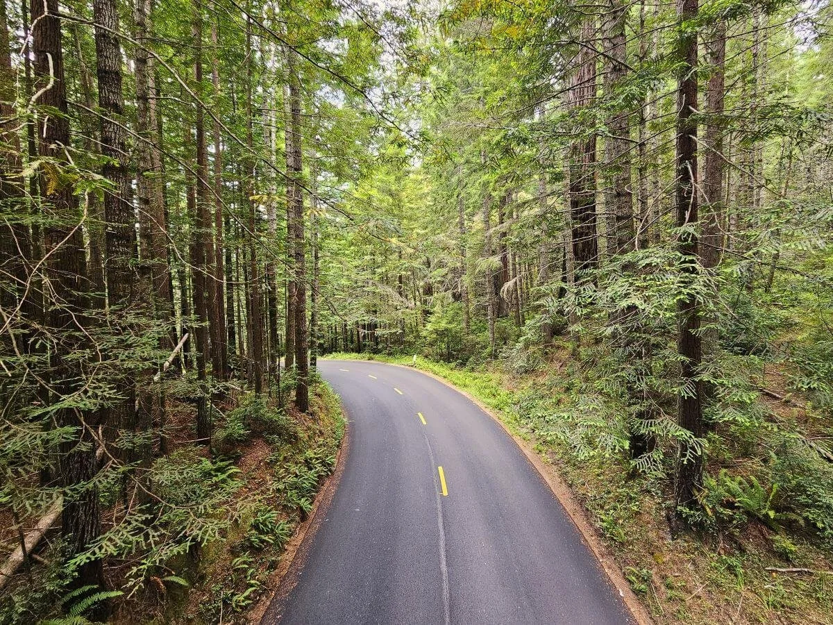 A road stretches through the trees in Redwoods National Park