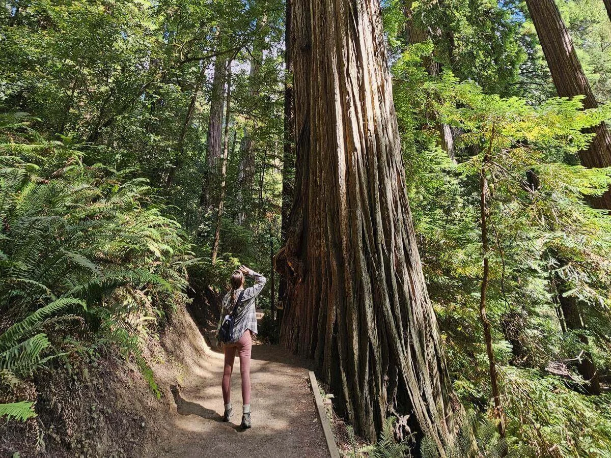 A woman in pink leggings hikes a trail by a giant redwood tree