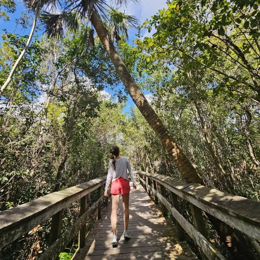 A woman in red shorts and white shirt walks along a boardwalk trails with trees all around her in Everglades National Park