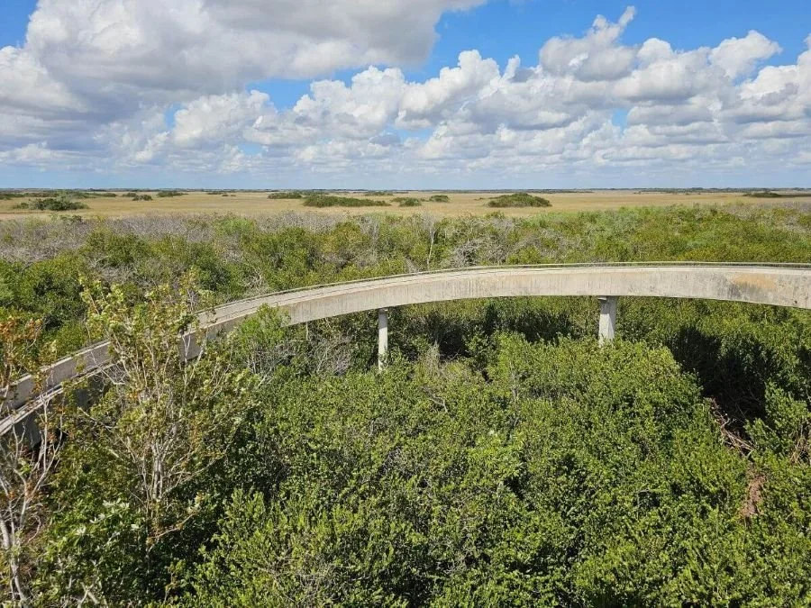 A concrete ramp leading to a lookout tower stretches through trees and swamps in the Everglades