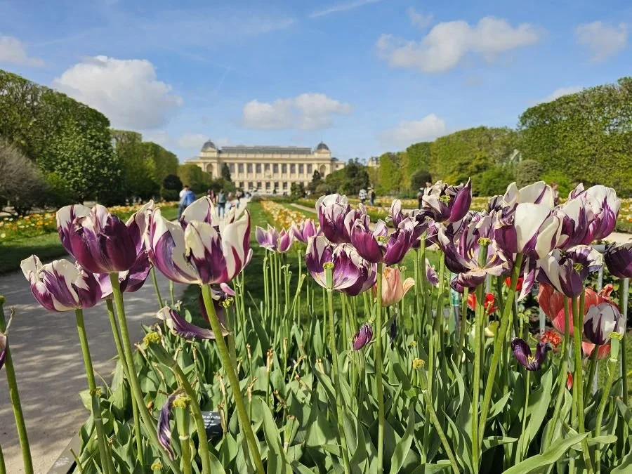Purple and white tulips growing in a garden in Paris