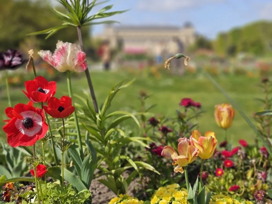 Closeup of colorful flowers in a garden in Paris