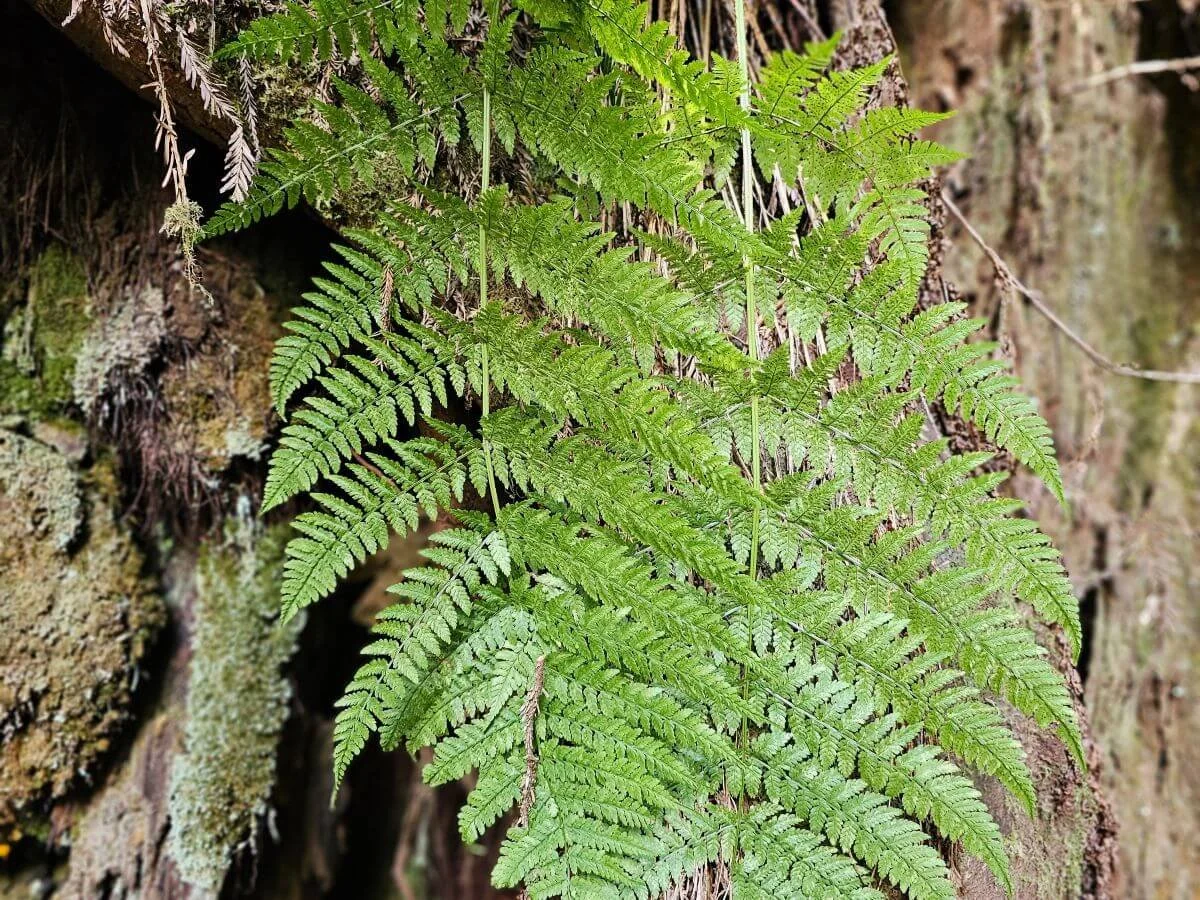 Closeup of green fern leaves against a redwood tree
