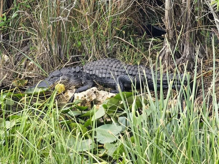 An alligator lies on a rock surrounded by swamp plants in Shark Valley in the Everglades