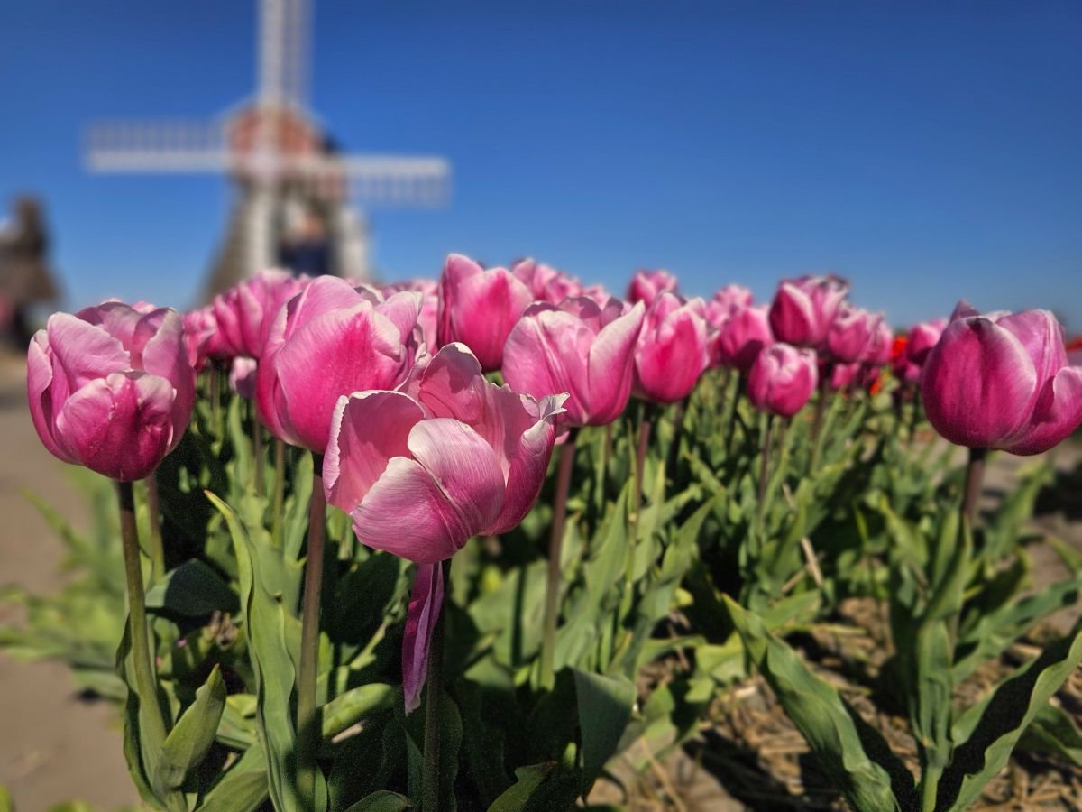 pink tulips with a text overlay that says Netherlands