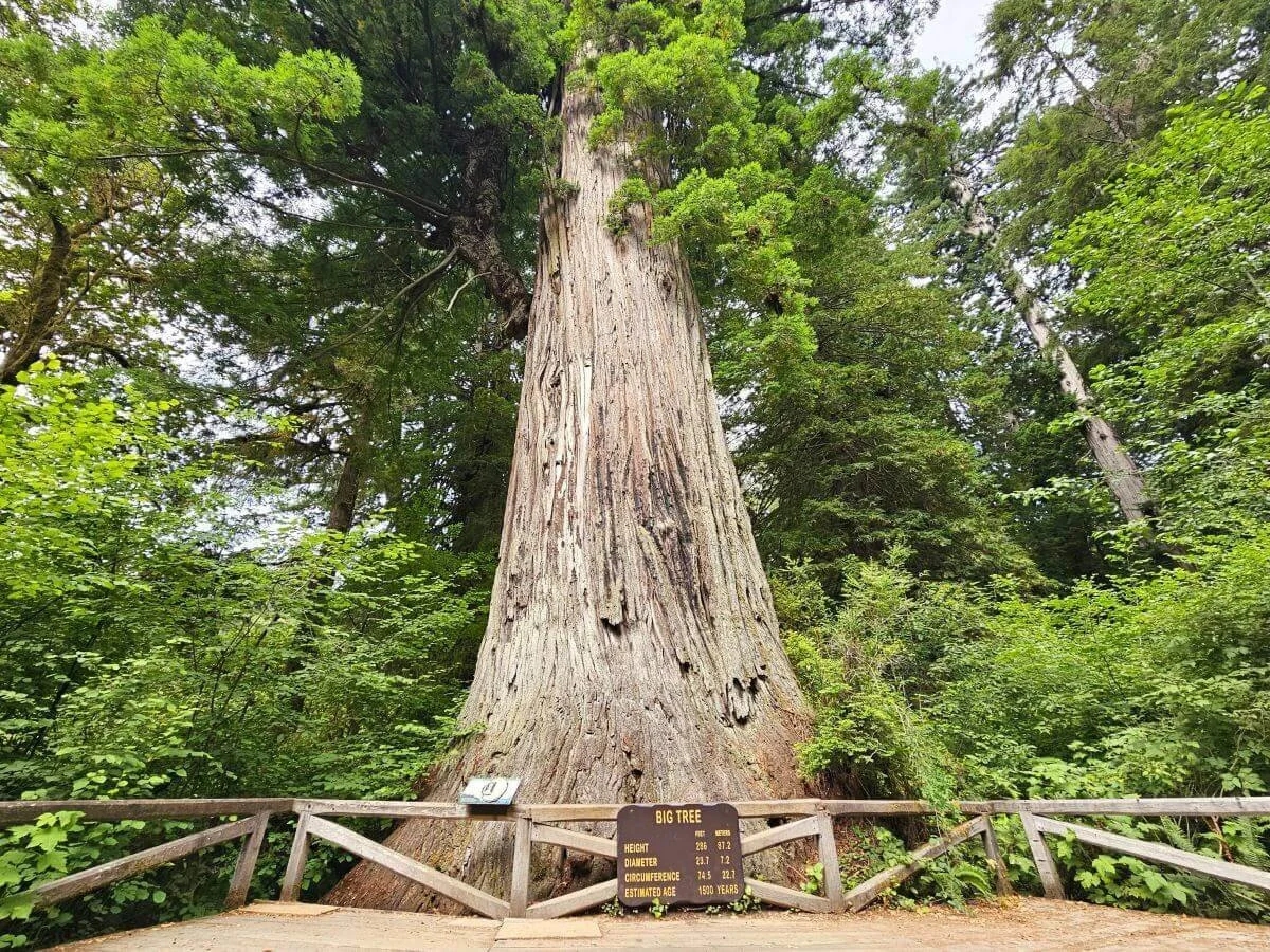 A redwood tree marked with a sign in front that says Big Tree and spells out the measurements and estimated 1500 years of age