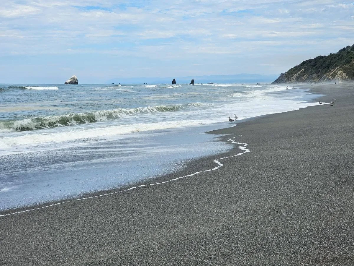 A dark sand beach with sea birds playing in foamy waves washing ashore at Redwoods National Park