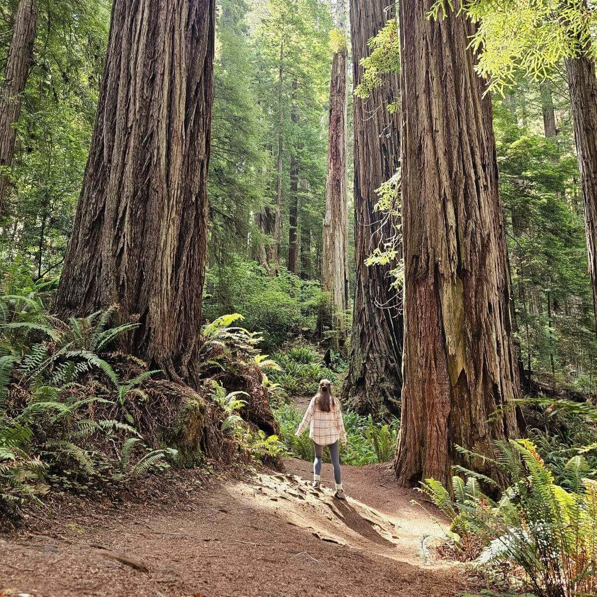 A woman in a plaid shirt hikes between tall trees in Redwoods National Park