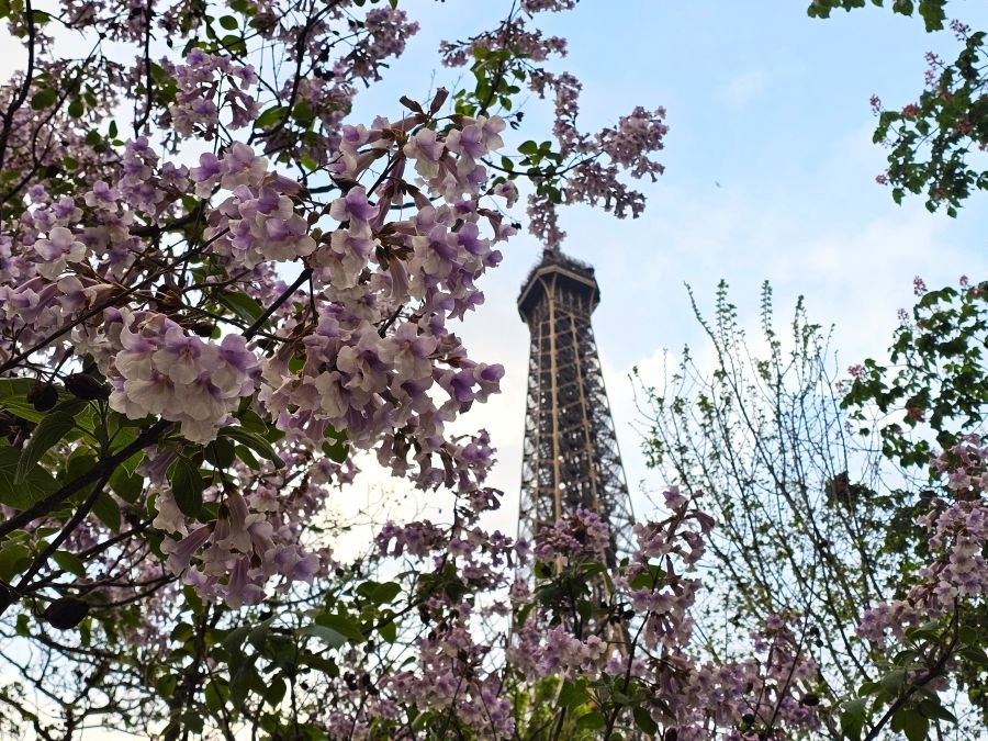 Pink flowers frame the Eiffel Tower in Paris