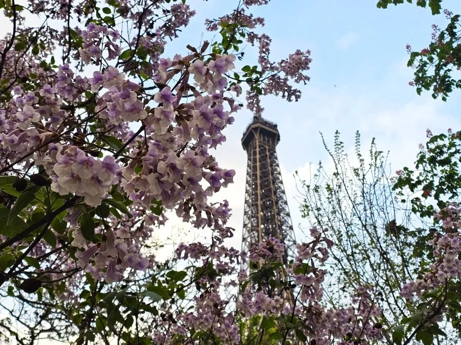 The Eiffel Tower framed by pink cherry blossoms in Paris