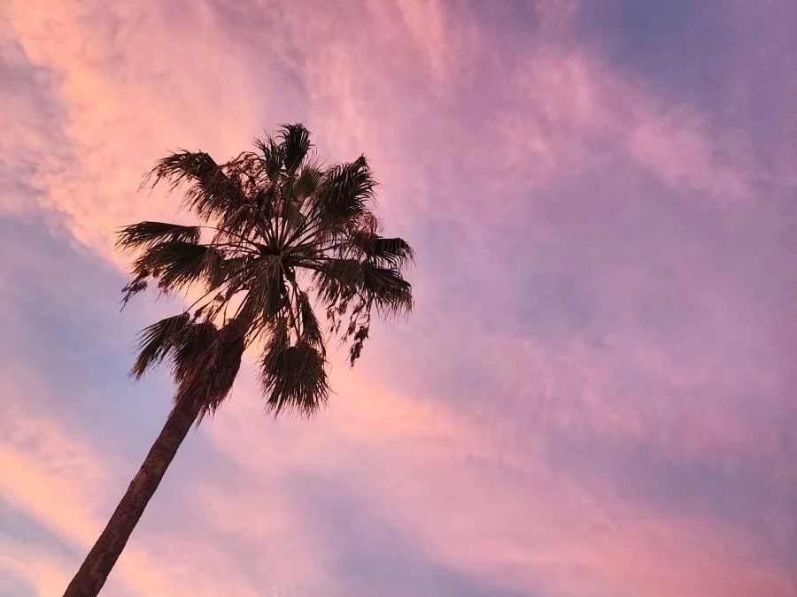 A palm tree under a sunset sky in St. Pete Florida
