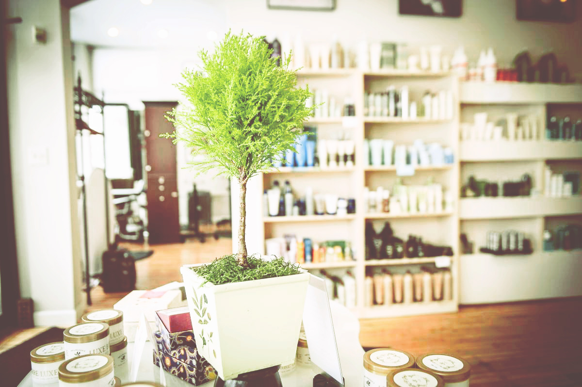 Salon La Terre reception area with products and green tree