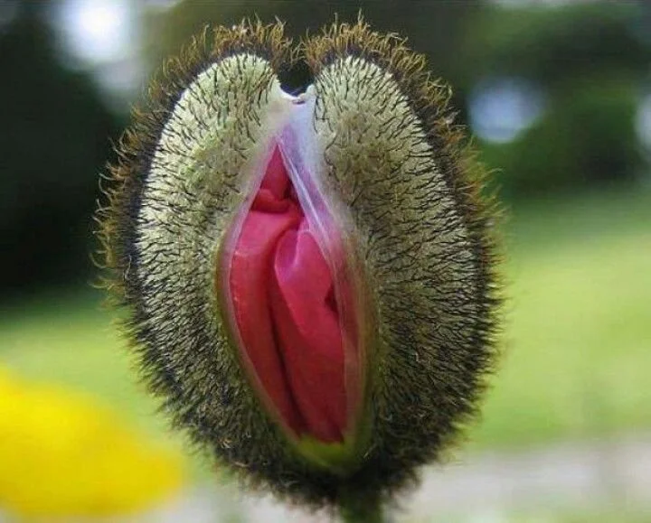 Poppy Flower Bloom