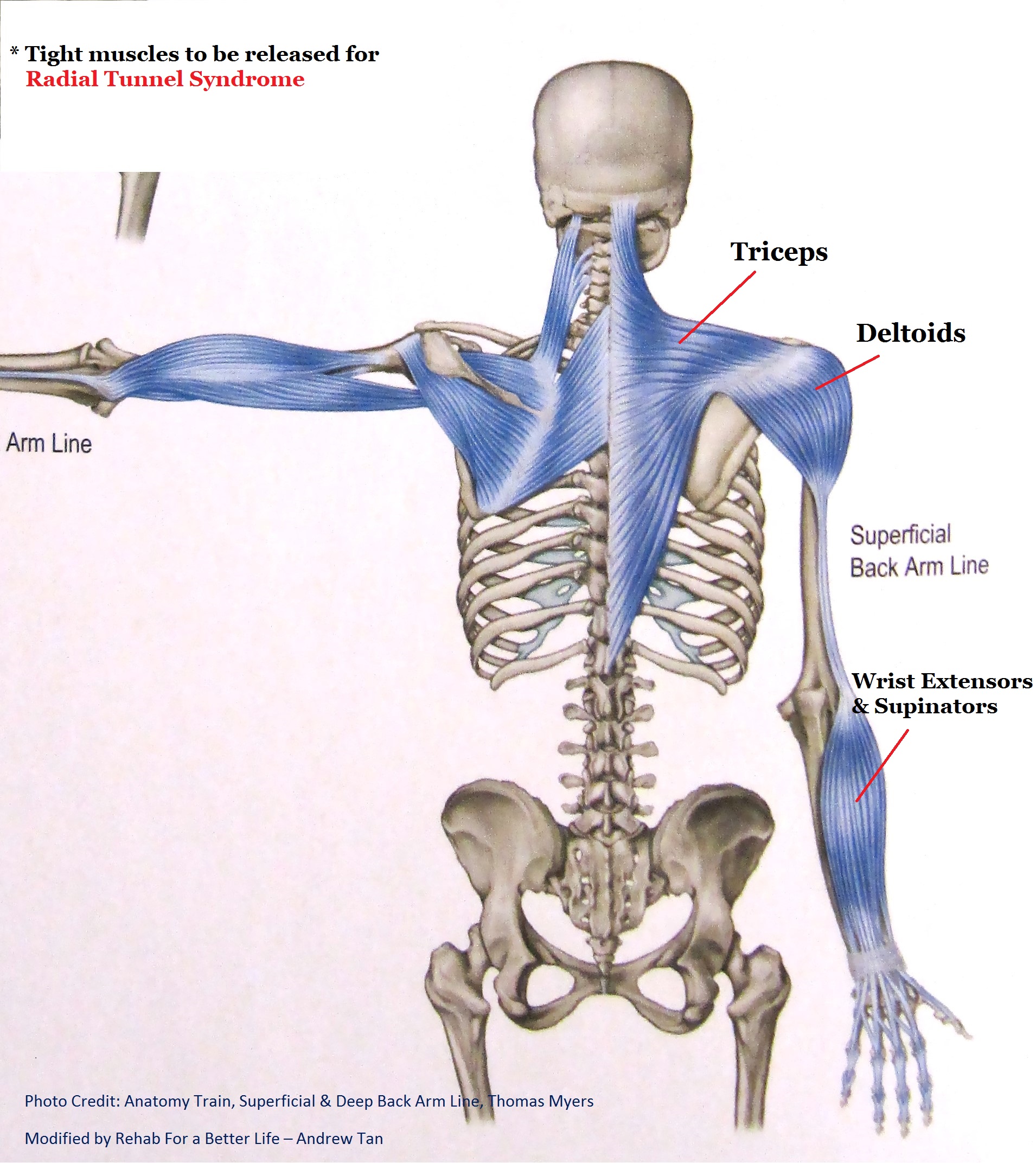 Superficial and Deep Back Arm Lines