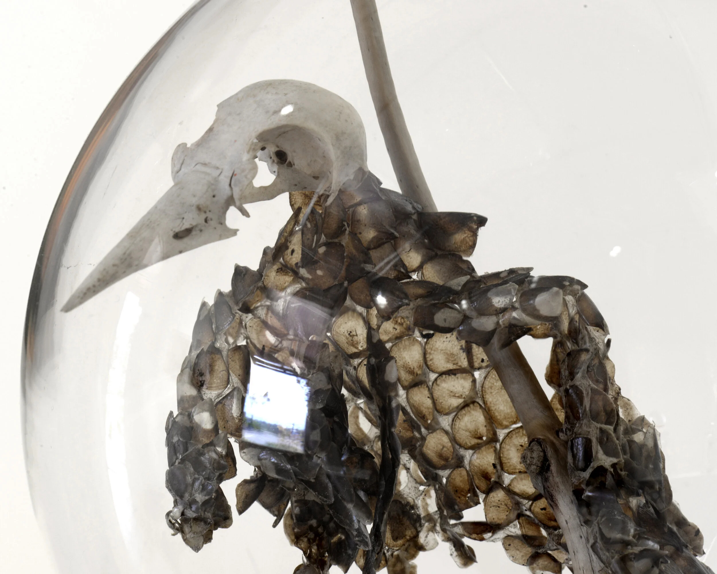  Creature # 1, 2017, Bell jar and found objects, including crab pincer. Collection of The University of Adelaide. 
