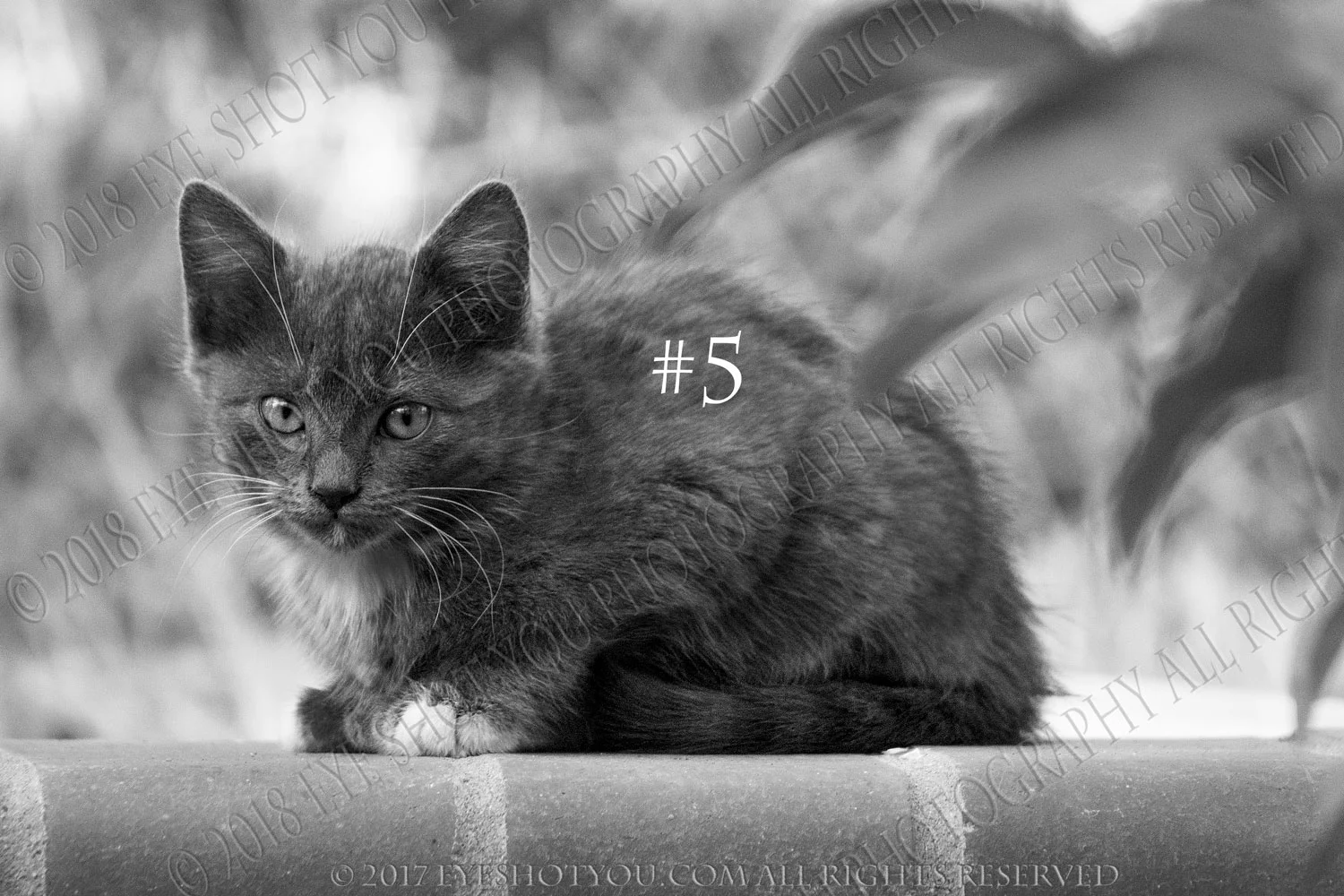 kitn-1-gray-bw-c.jpg