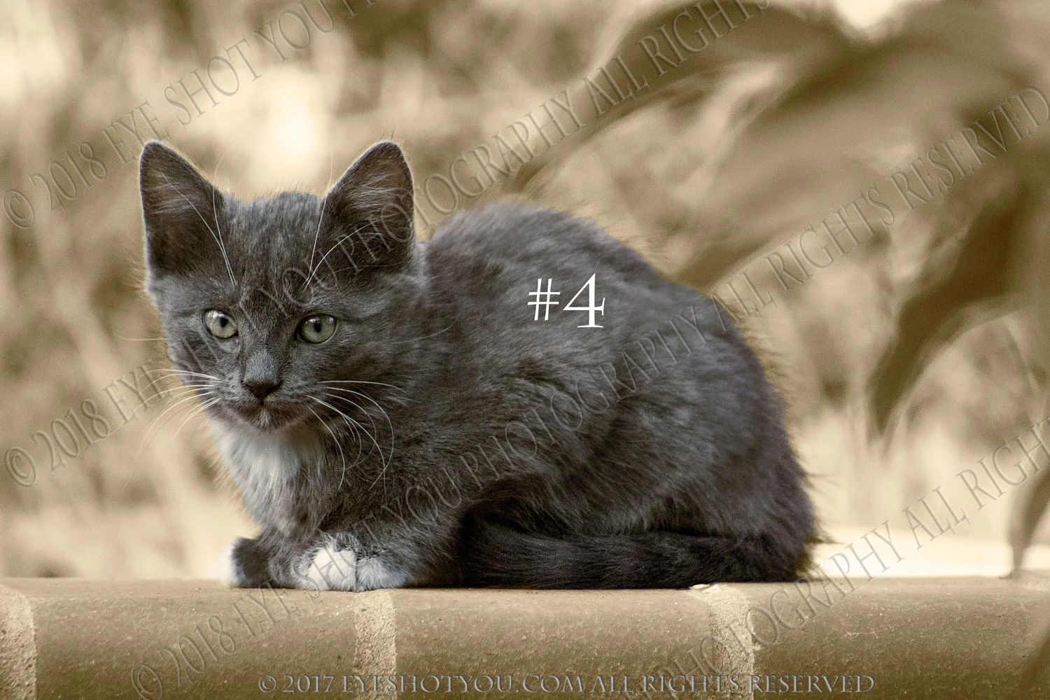 kitn-1-gray-tnt-clr-c.jpg