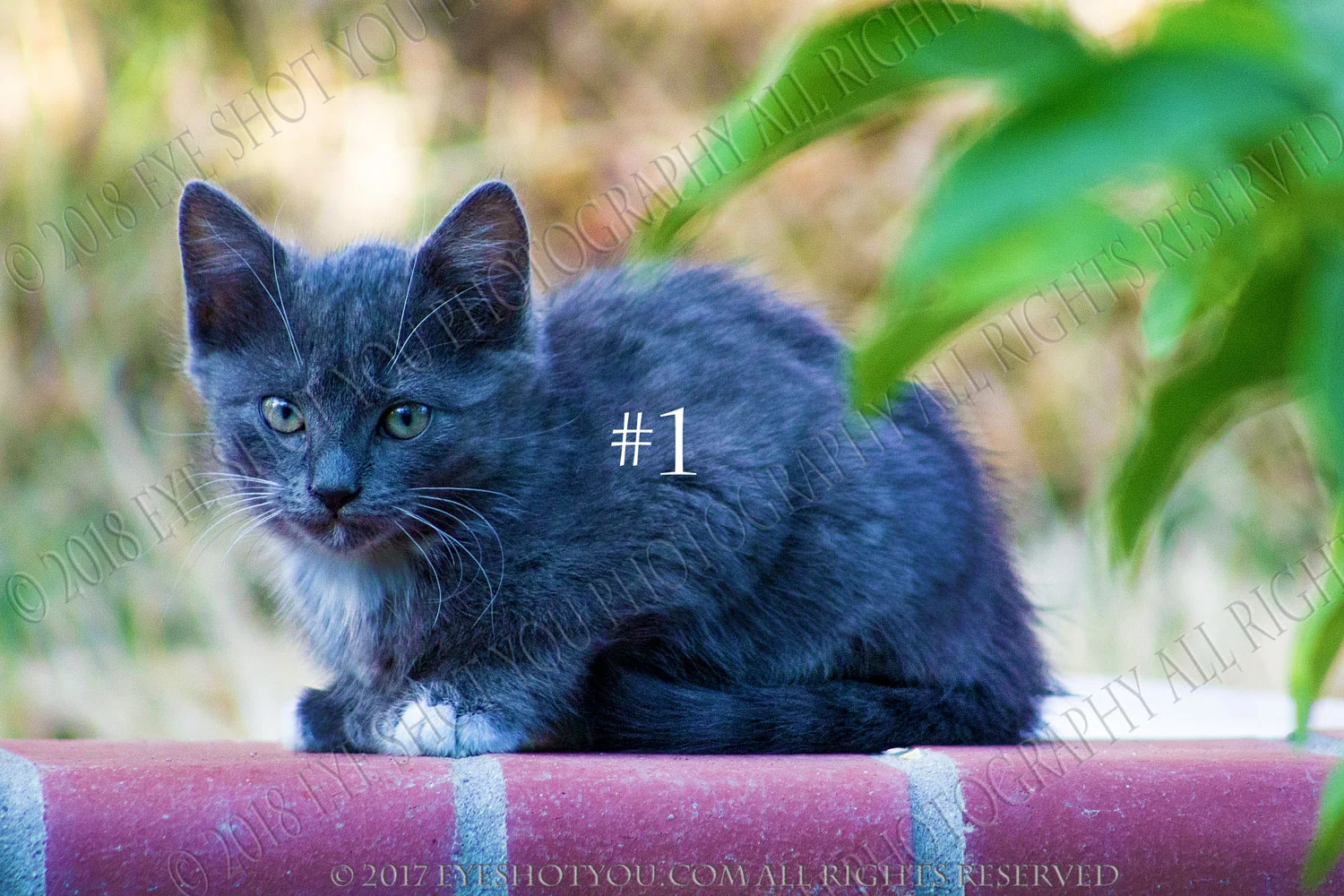 kitn-1-gray-v-c.jpg