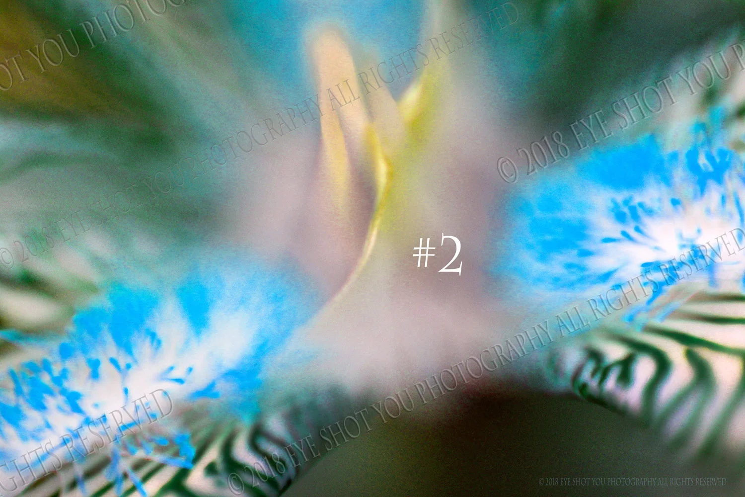 plant_ba_b-c.jpg