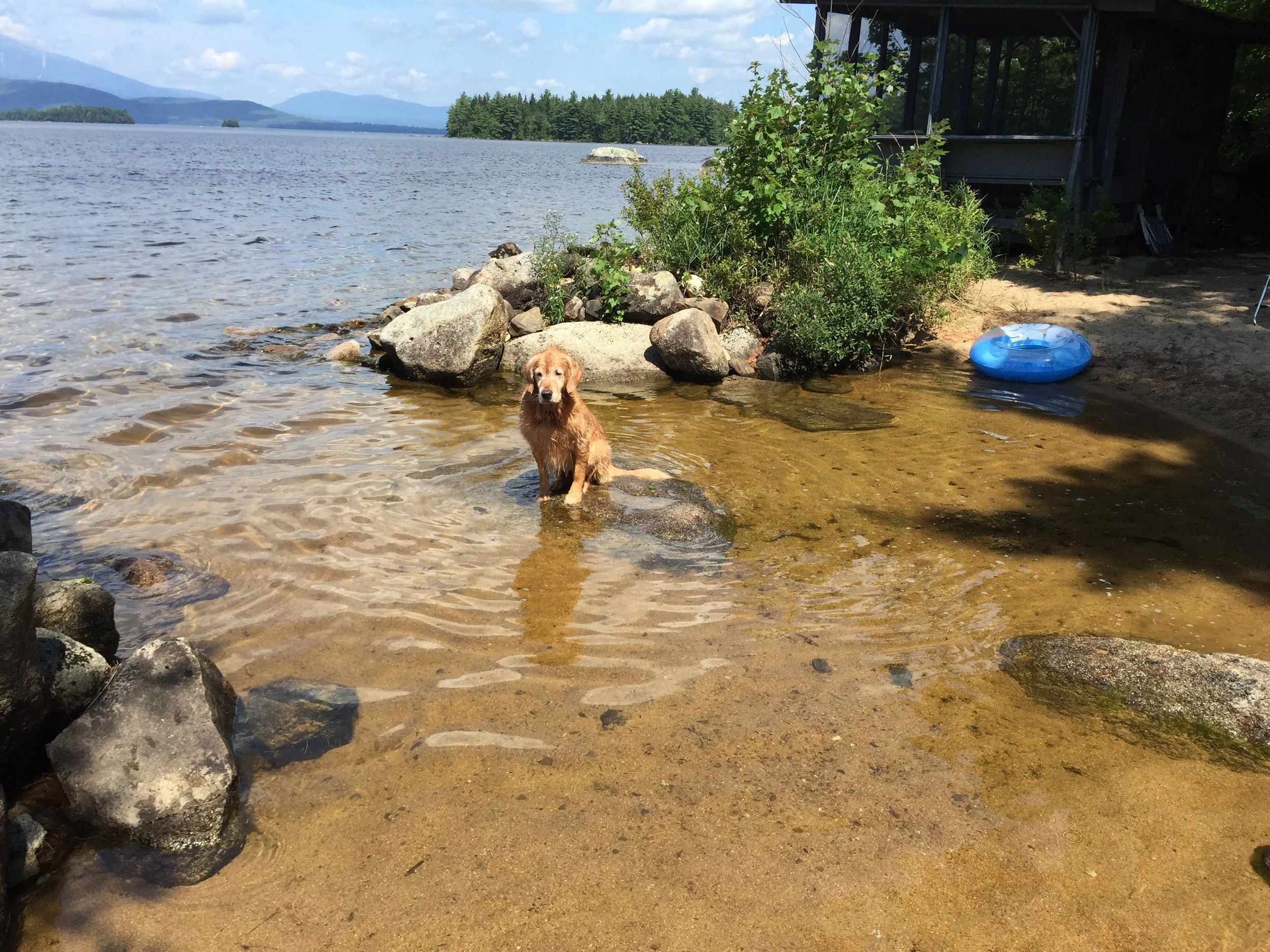 Perfect little beach for young children and dogs.