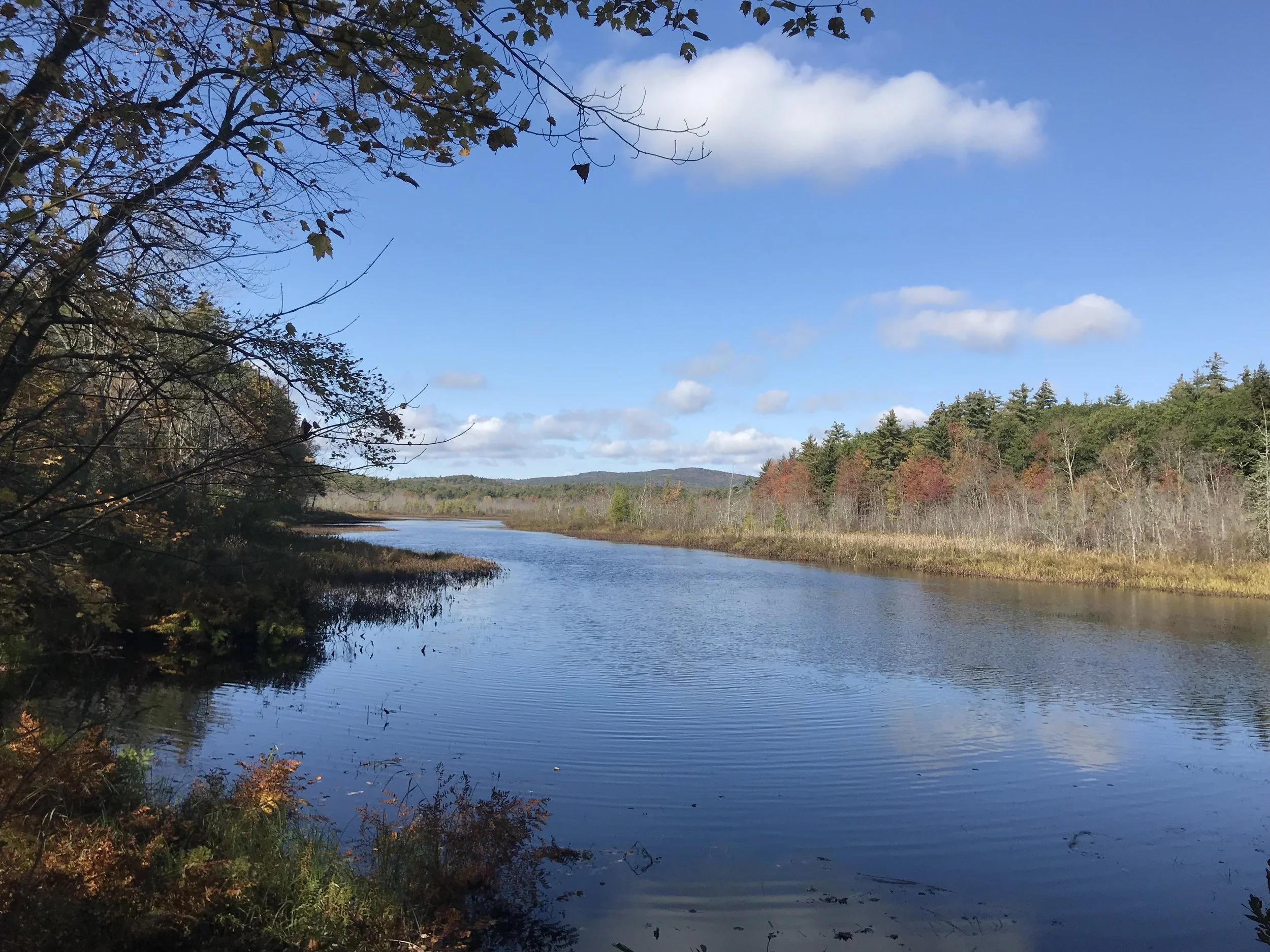 View at Dinsmore Pond 