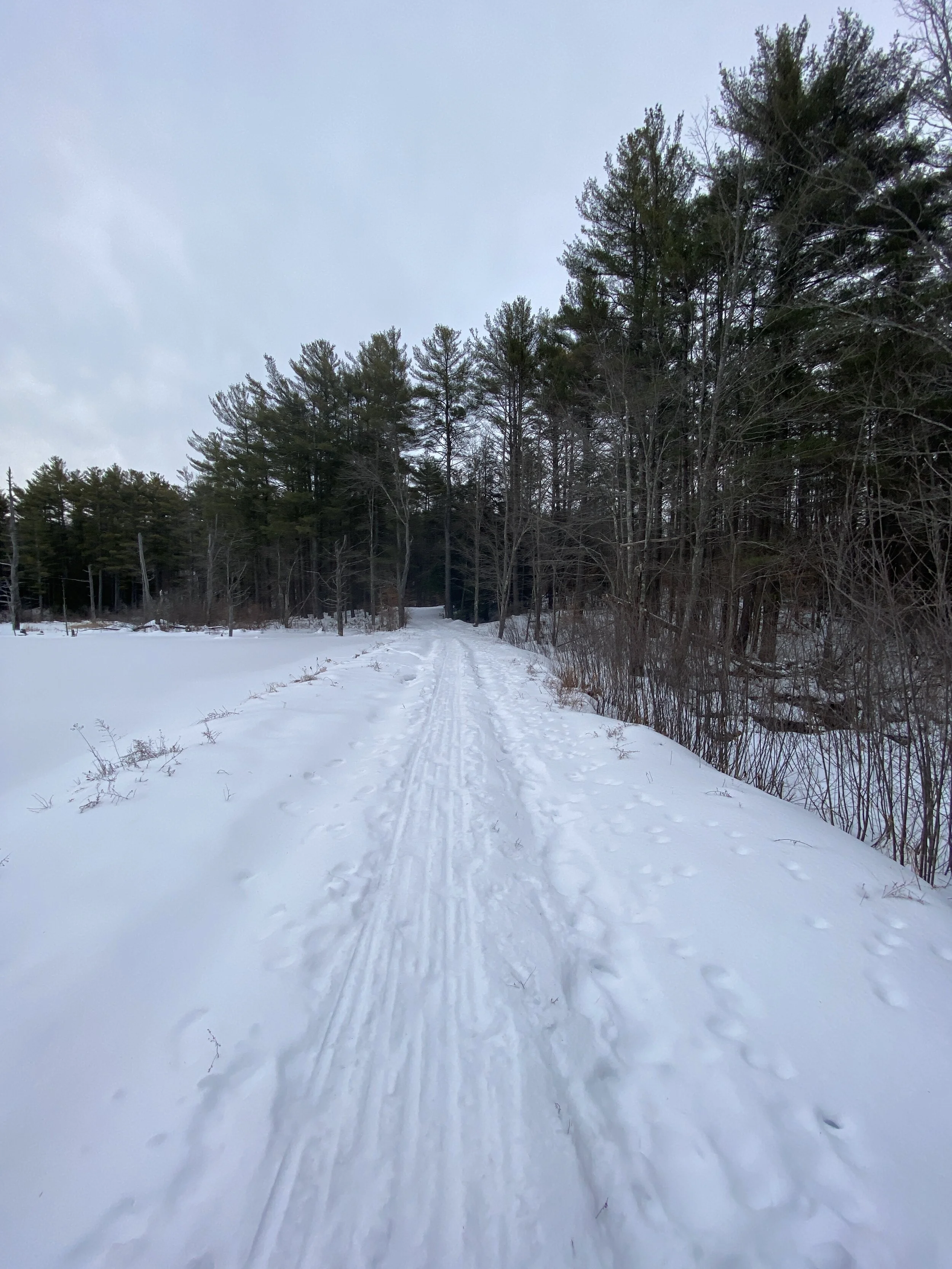 Casalis State Forest 