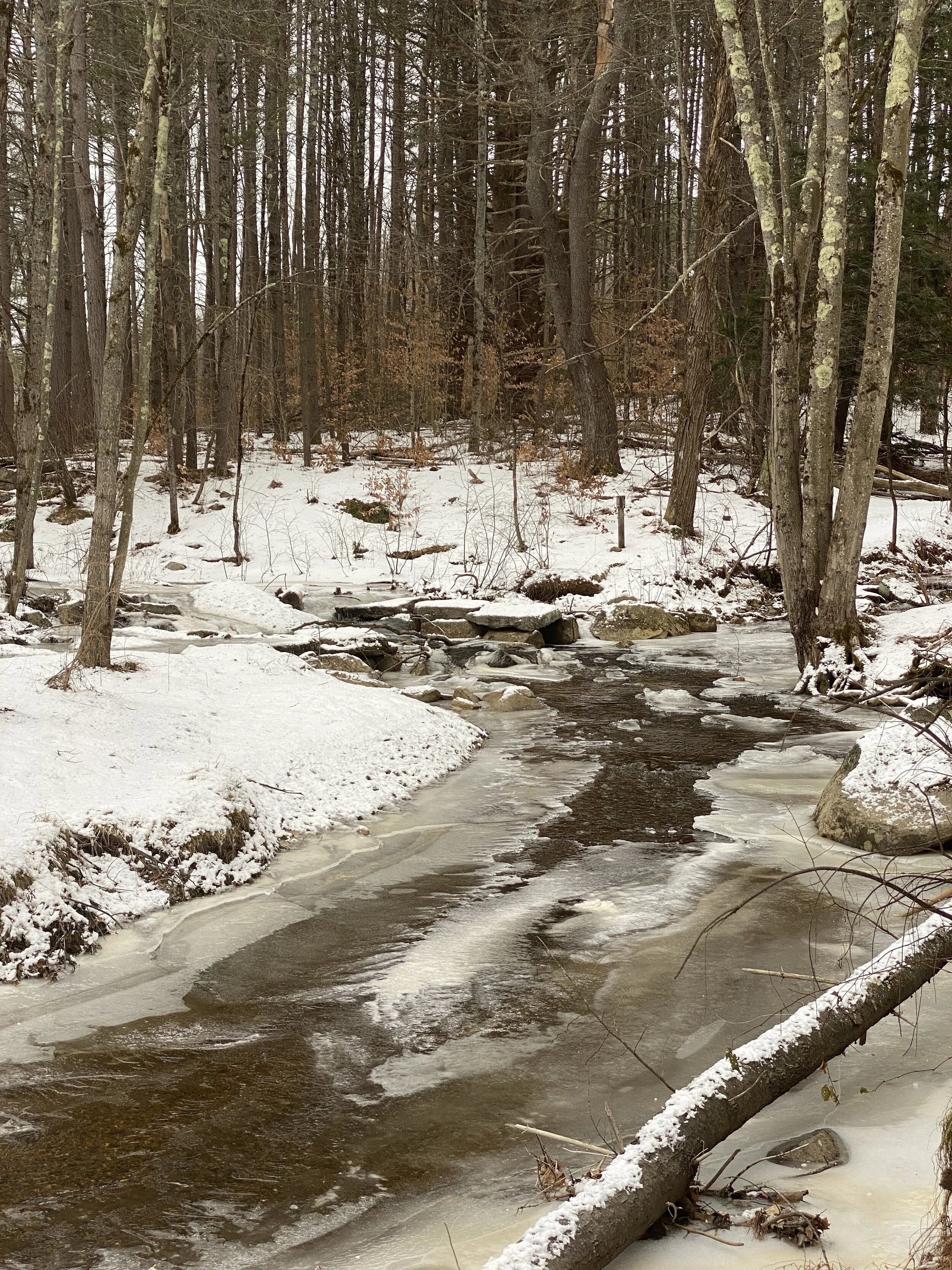 Shieling Forest Trail 