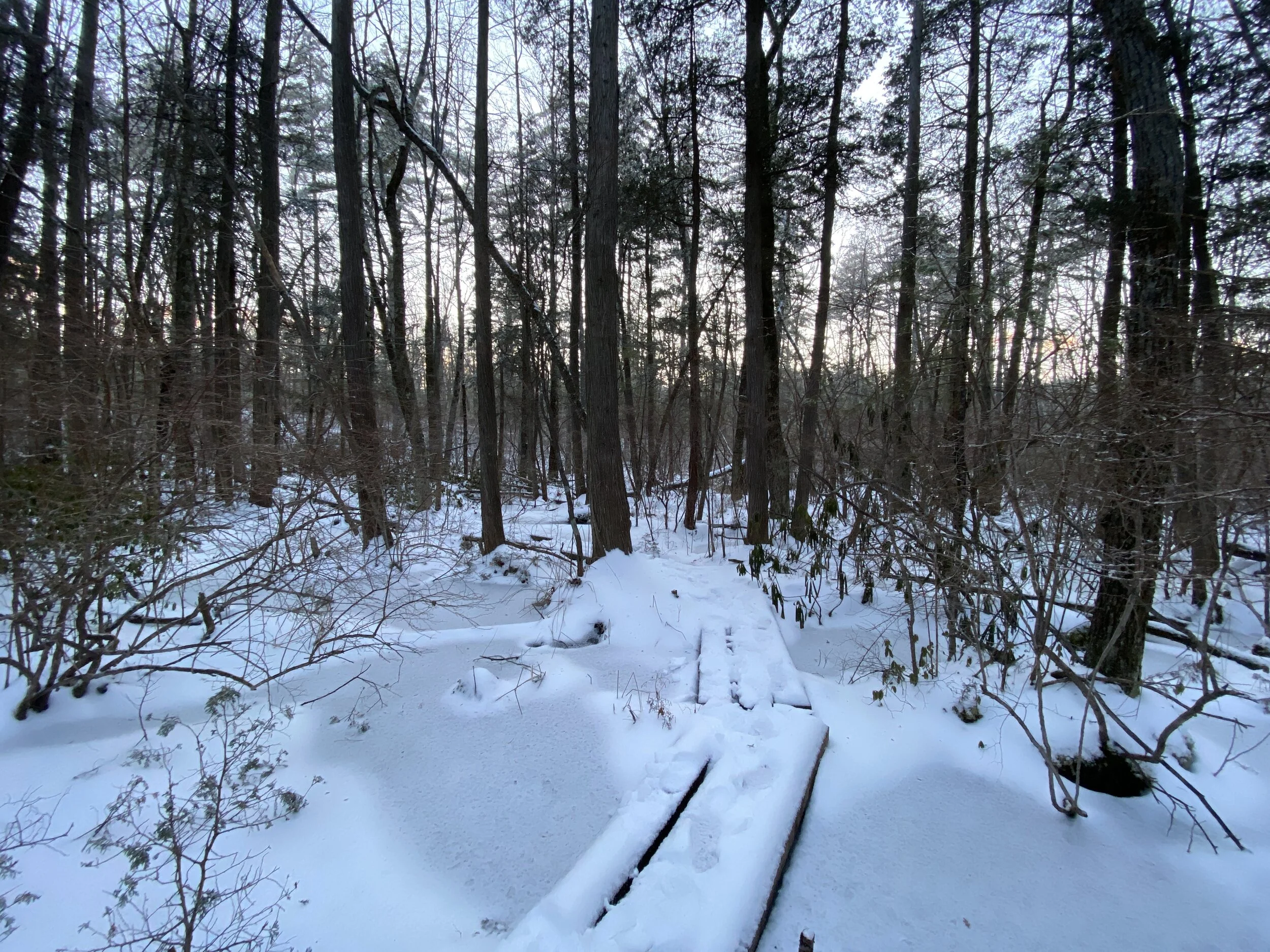 Manchester Cedar Swamp Preserve