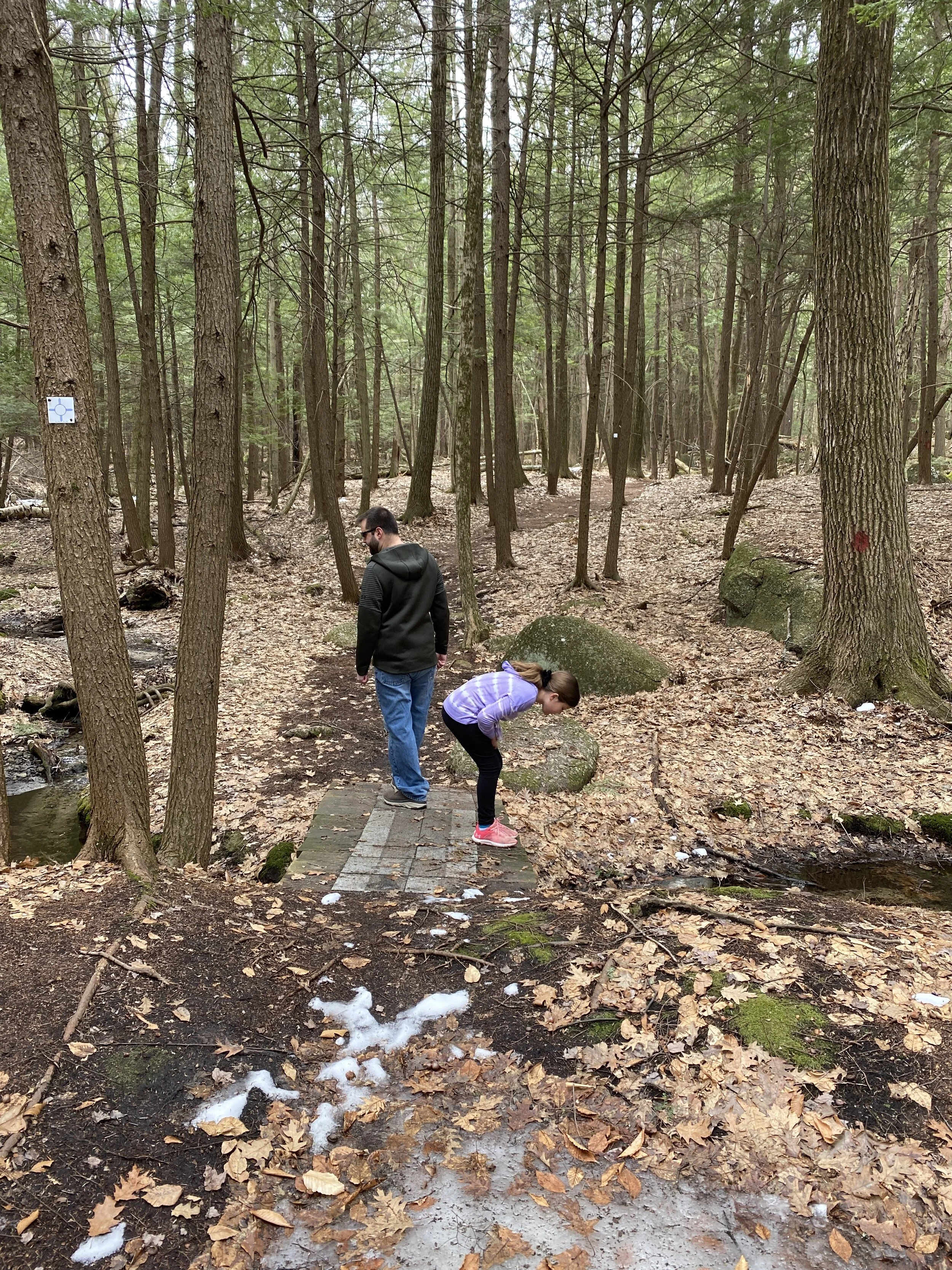 Bruce Edes Memorial Forest Trails.