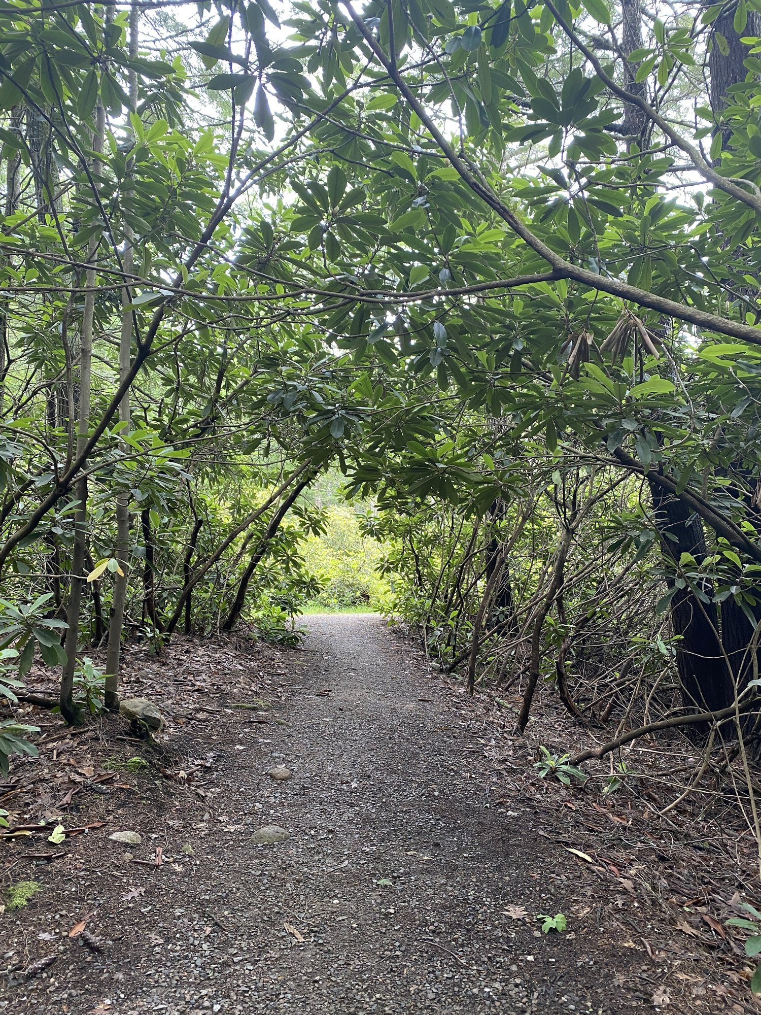 Rhododendron State Park  Getting Lost Together