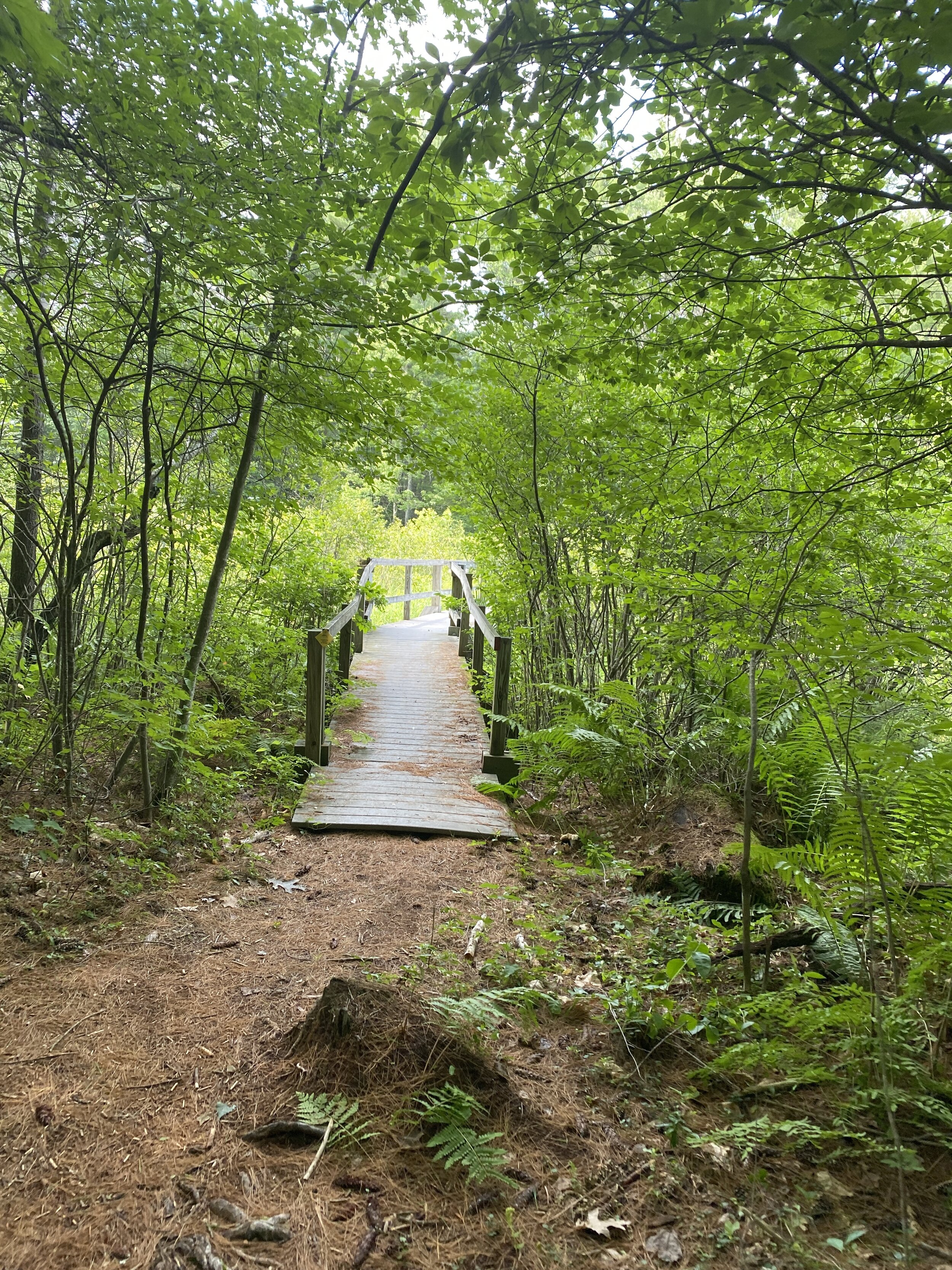 Parish Pond Town Forest