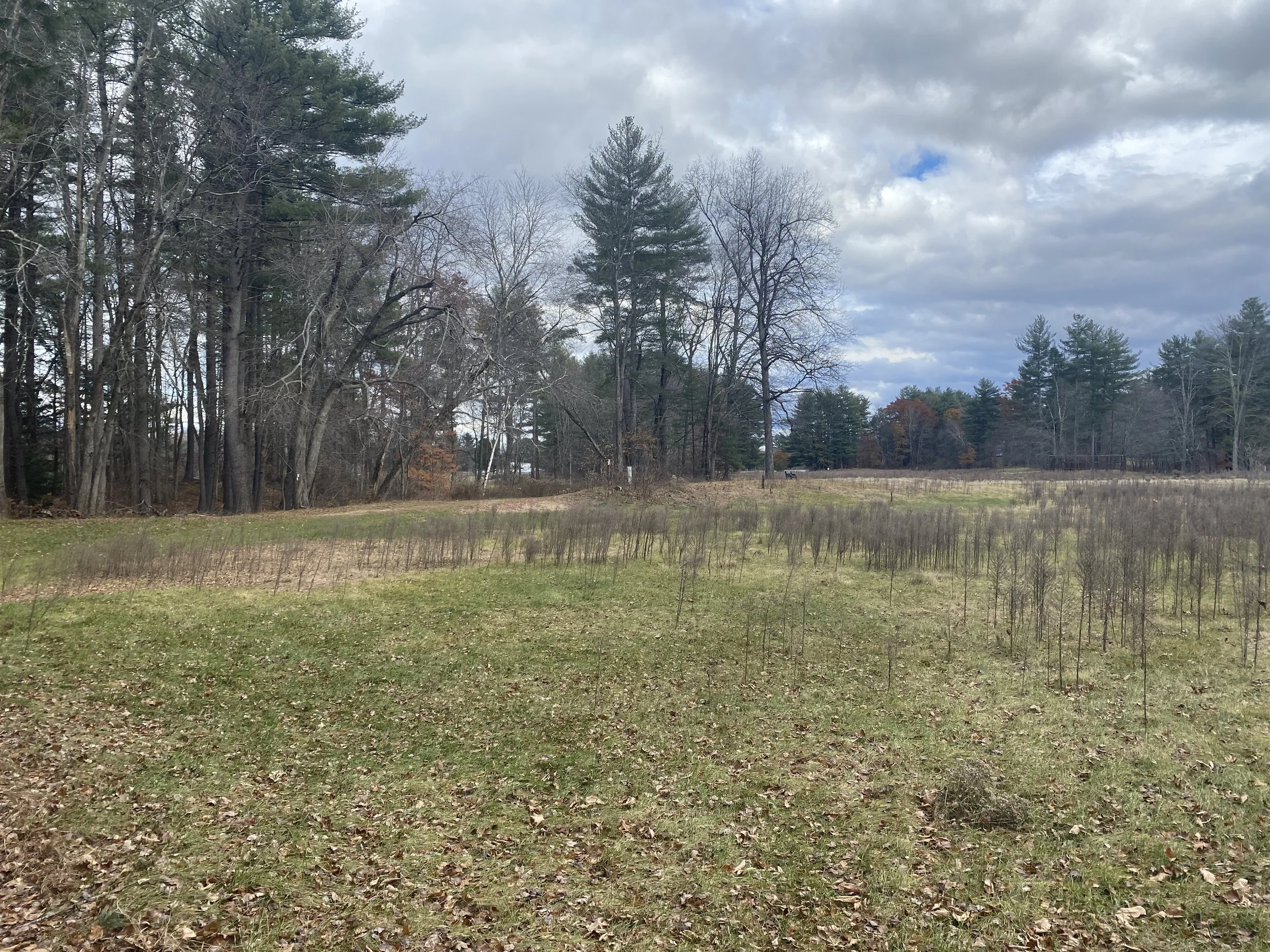 Buck Meadow Conservation Area 