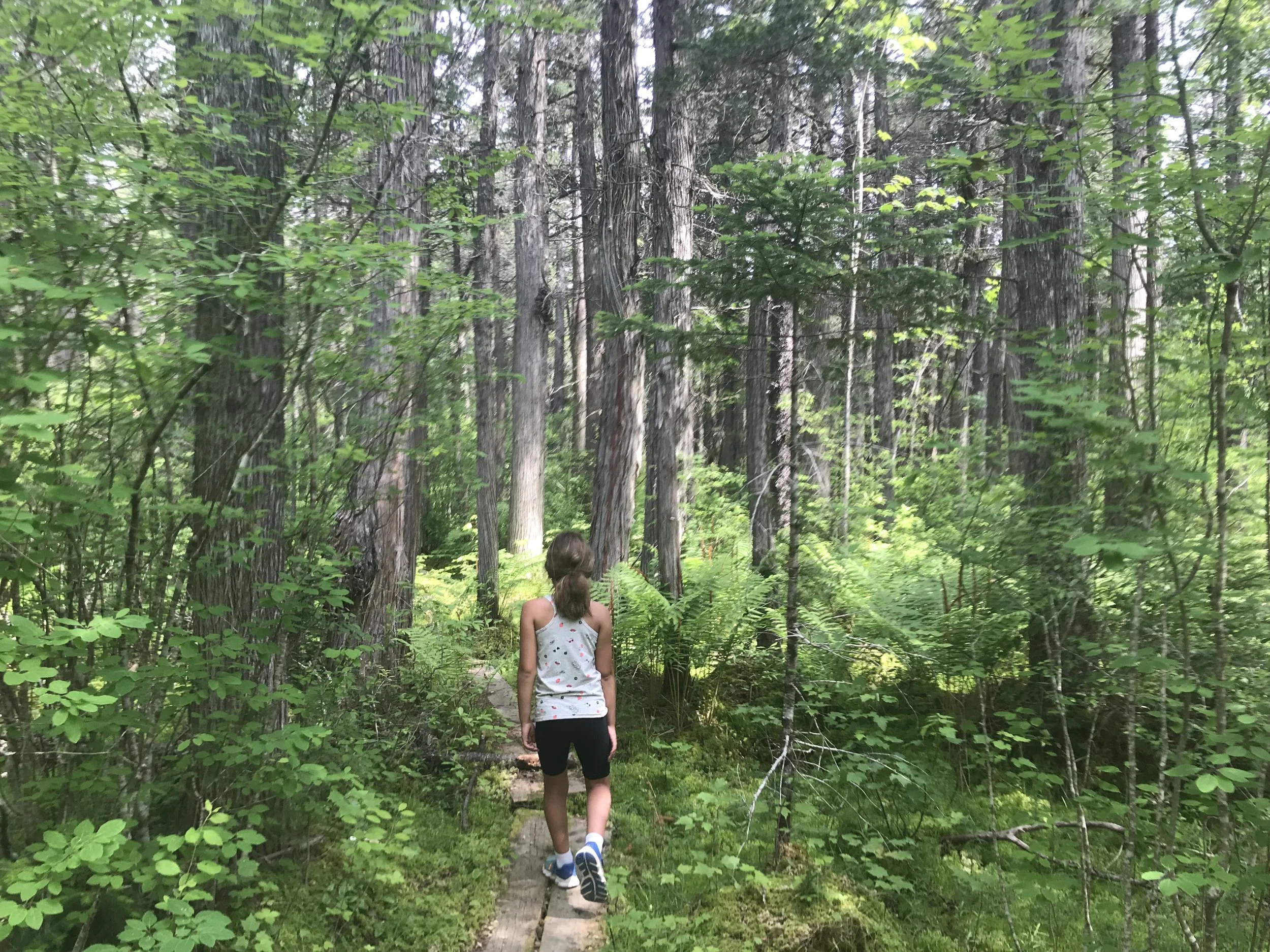 Cedar Swamp Boardwalk at Loverens Mills