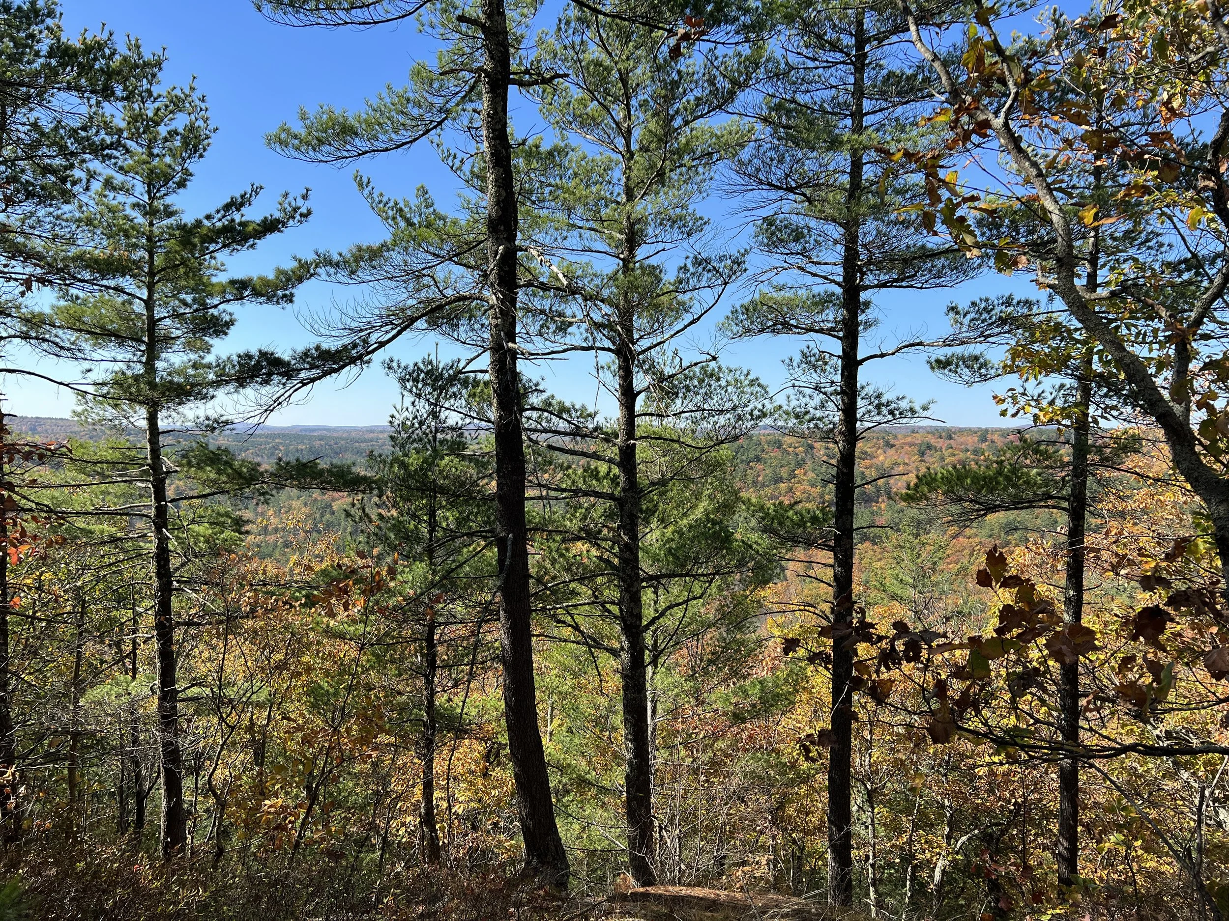 Mile Slip Town Forest Badger Hill Trail