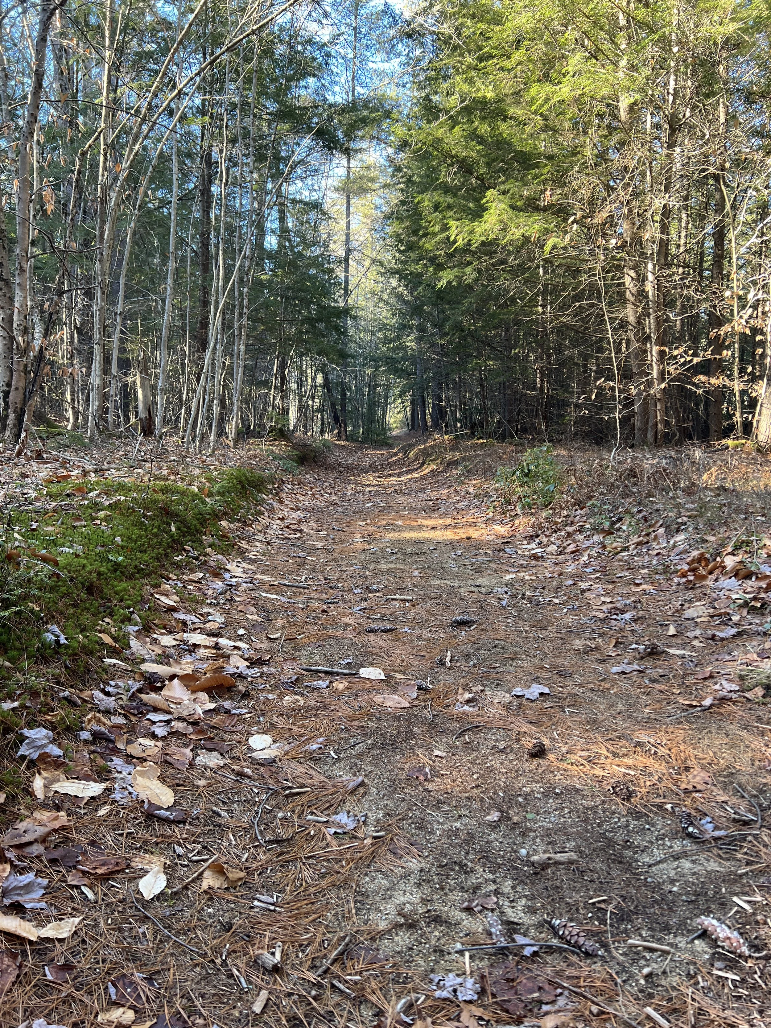 Russell Abbott State Forest Loop