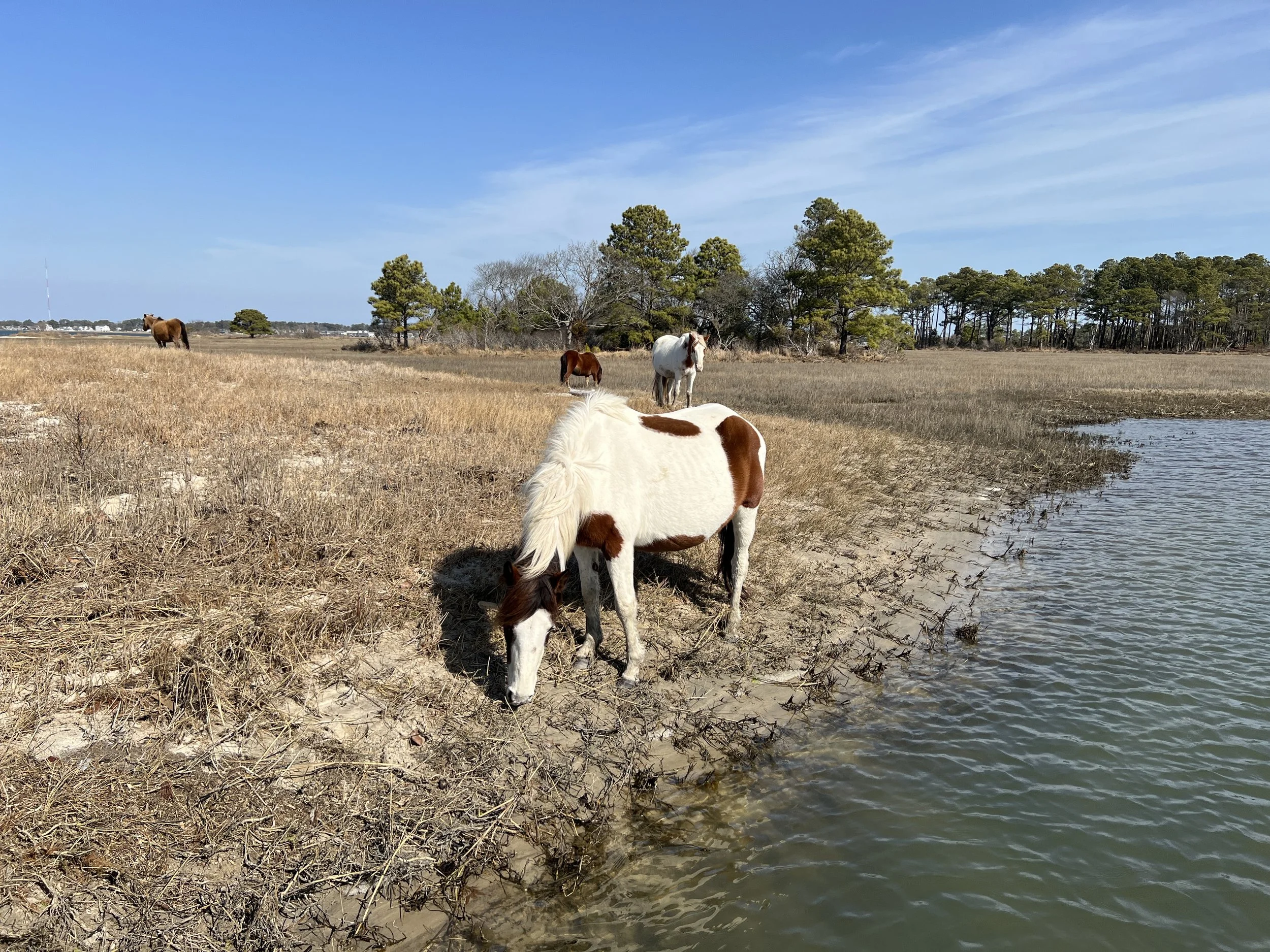 Chincoteague Island 