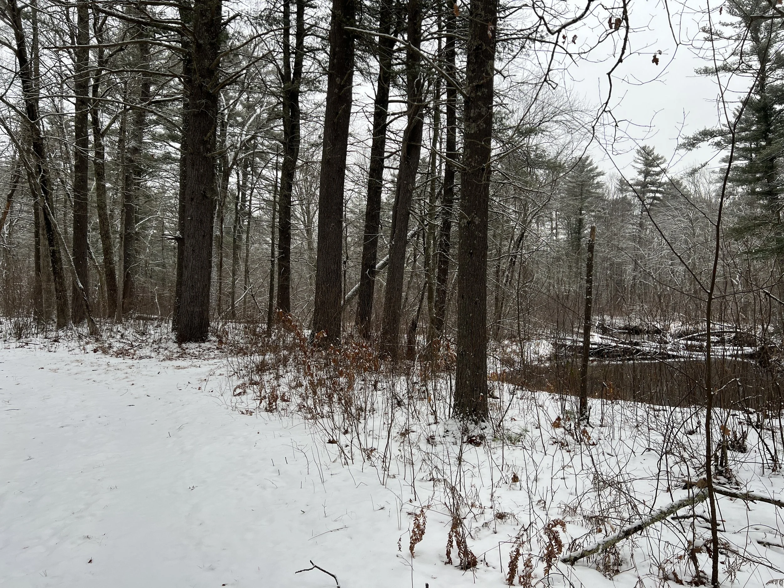 Squannacook River Wildlife Management Area 