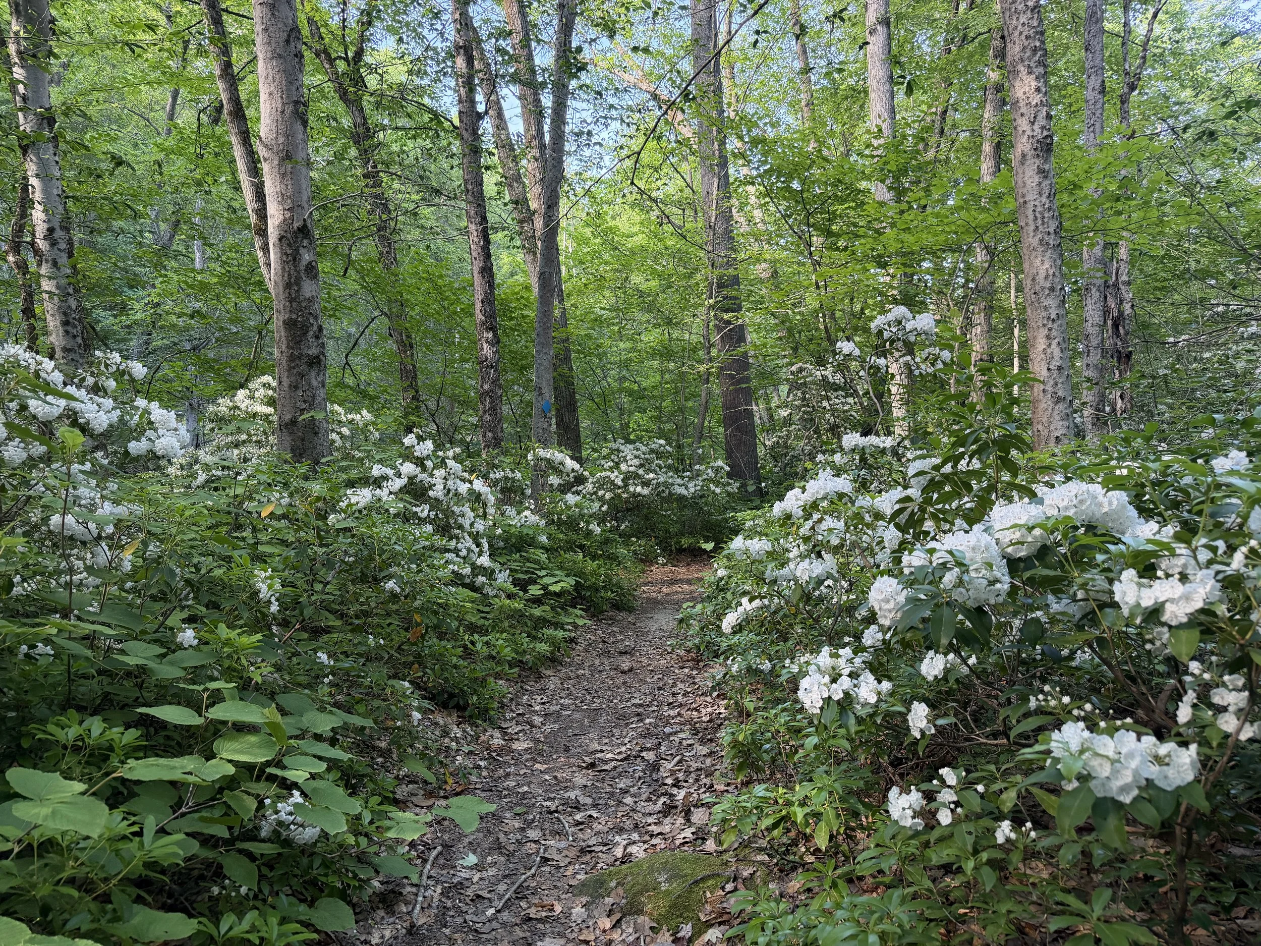 Willard Brook State Forest 