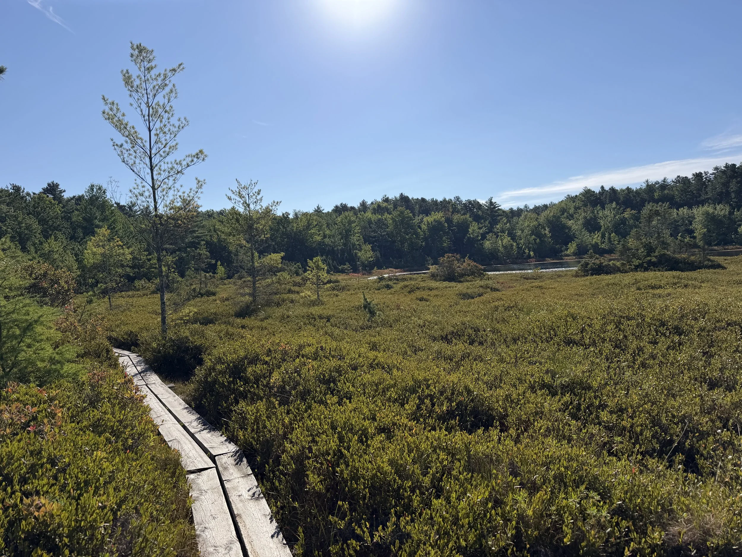 Ponemah Bog Boardwalk 