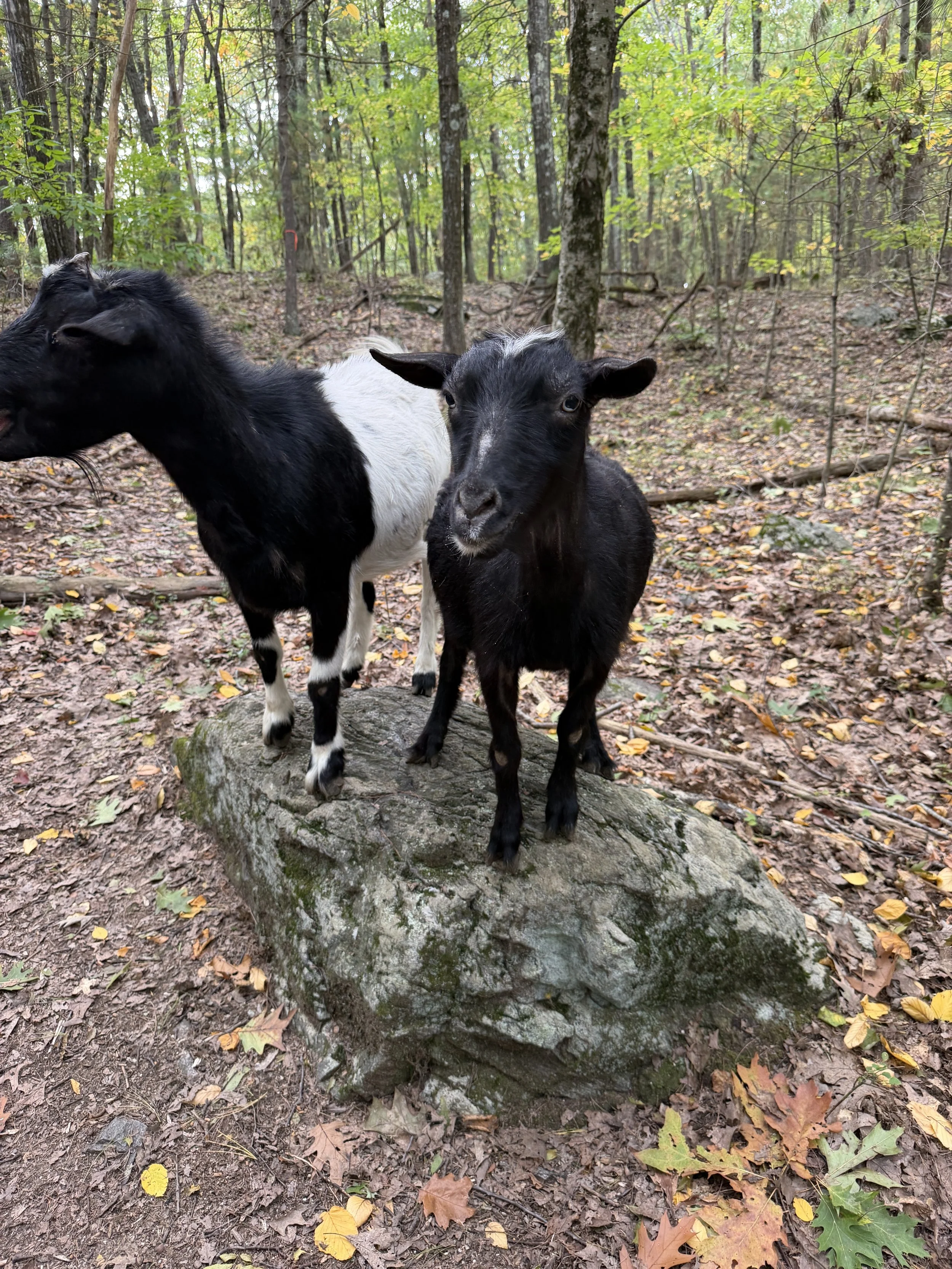 Goat Cuddles and Hike 