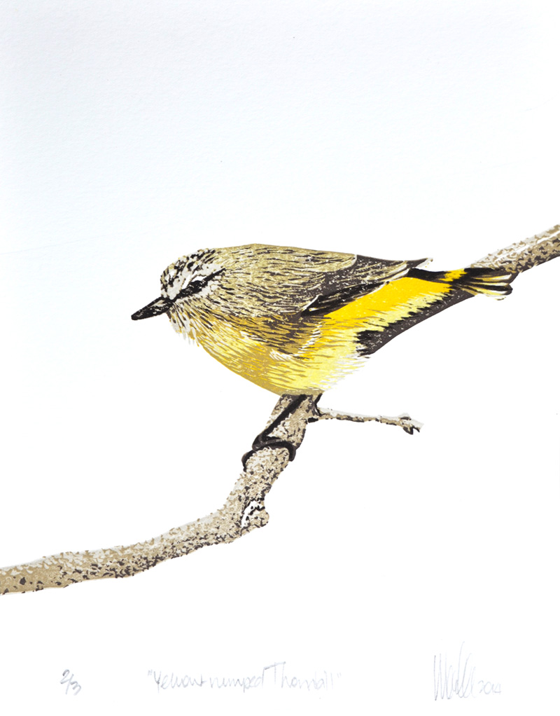 Yellow-rumped Thornbill